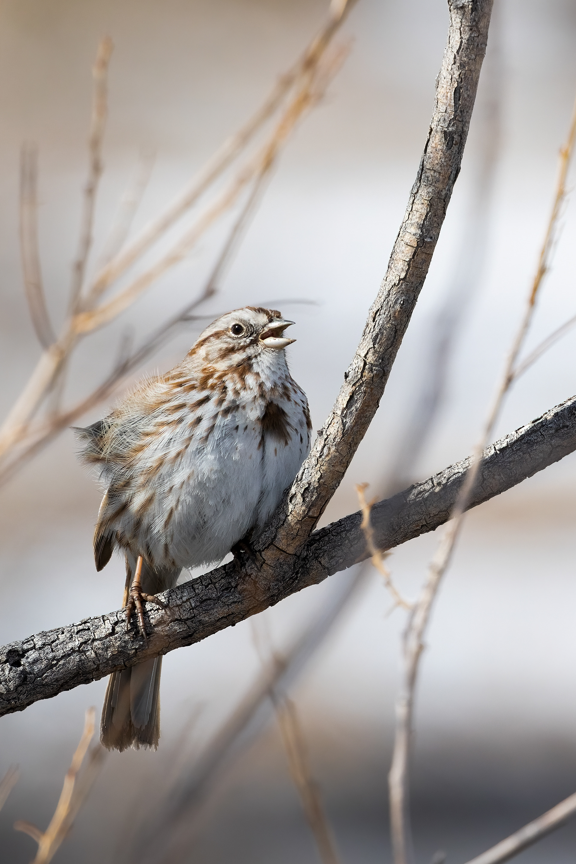 62. song sparrow