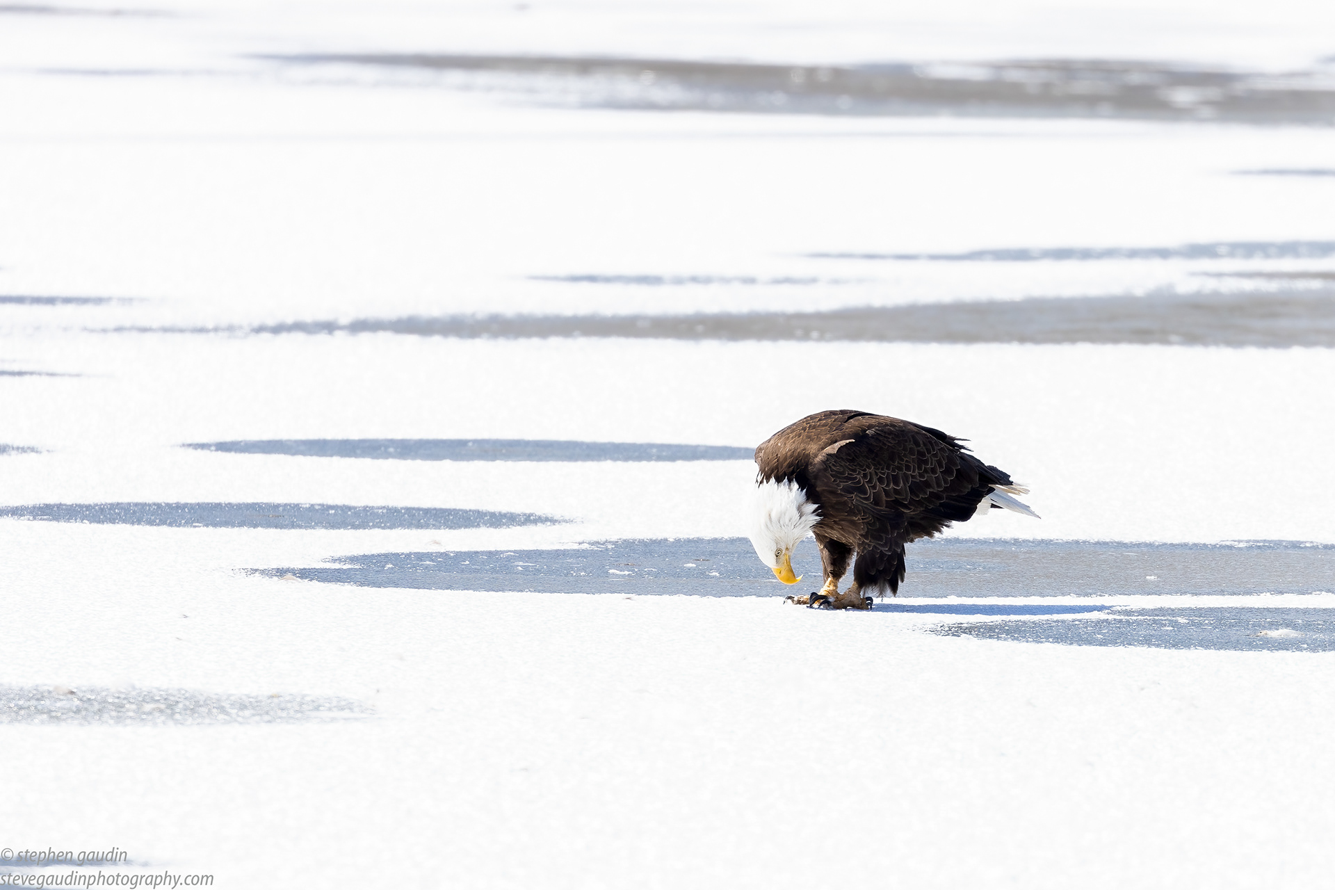 66. bald eagle 3-11-22