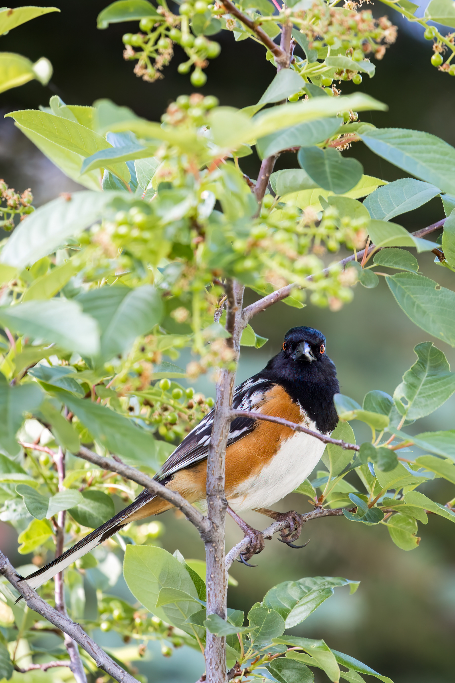 2. spotted towhee