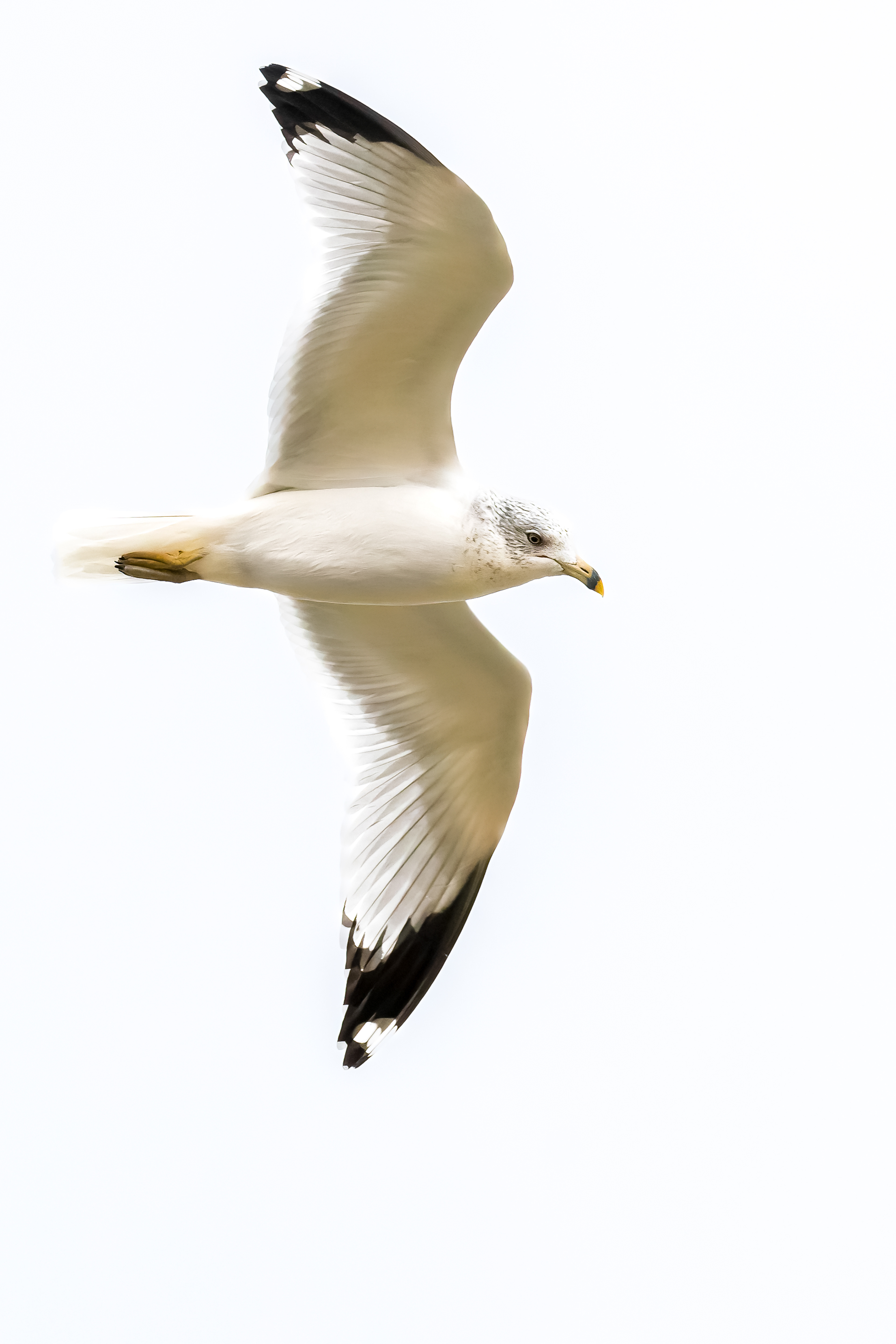 69. ring-billed gull