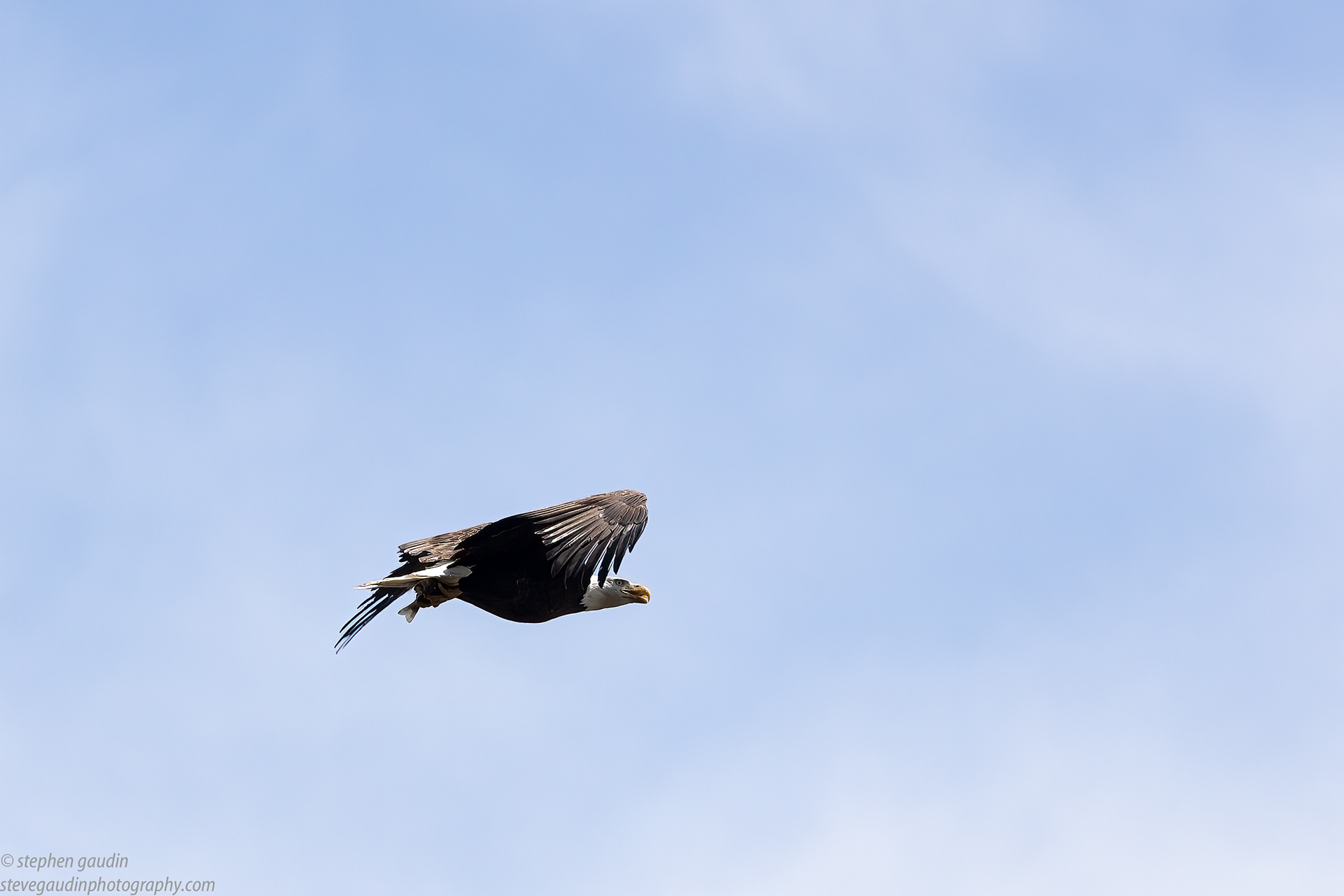 66. Pt. 4 the prize goes to....the bald eagle!!