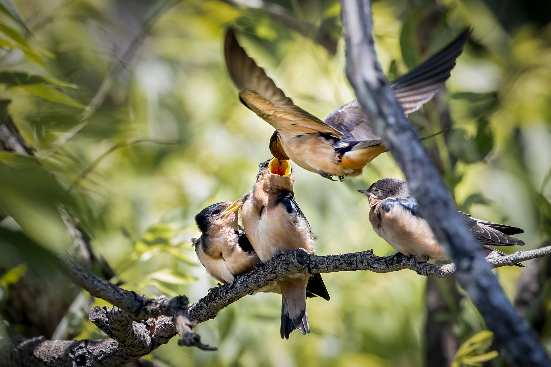 3. barn swallows