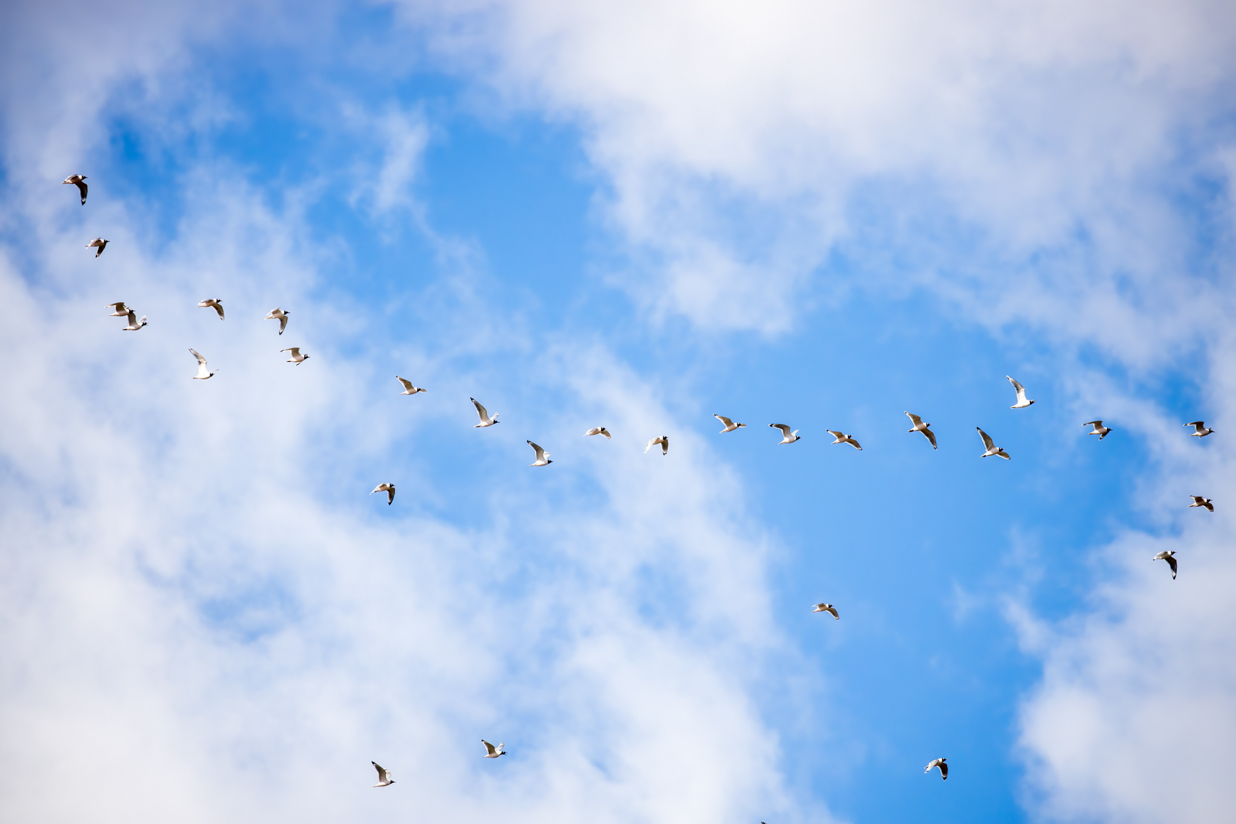 15. Franklin's gulls