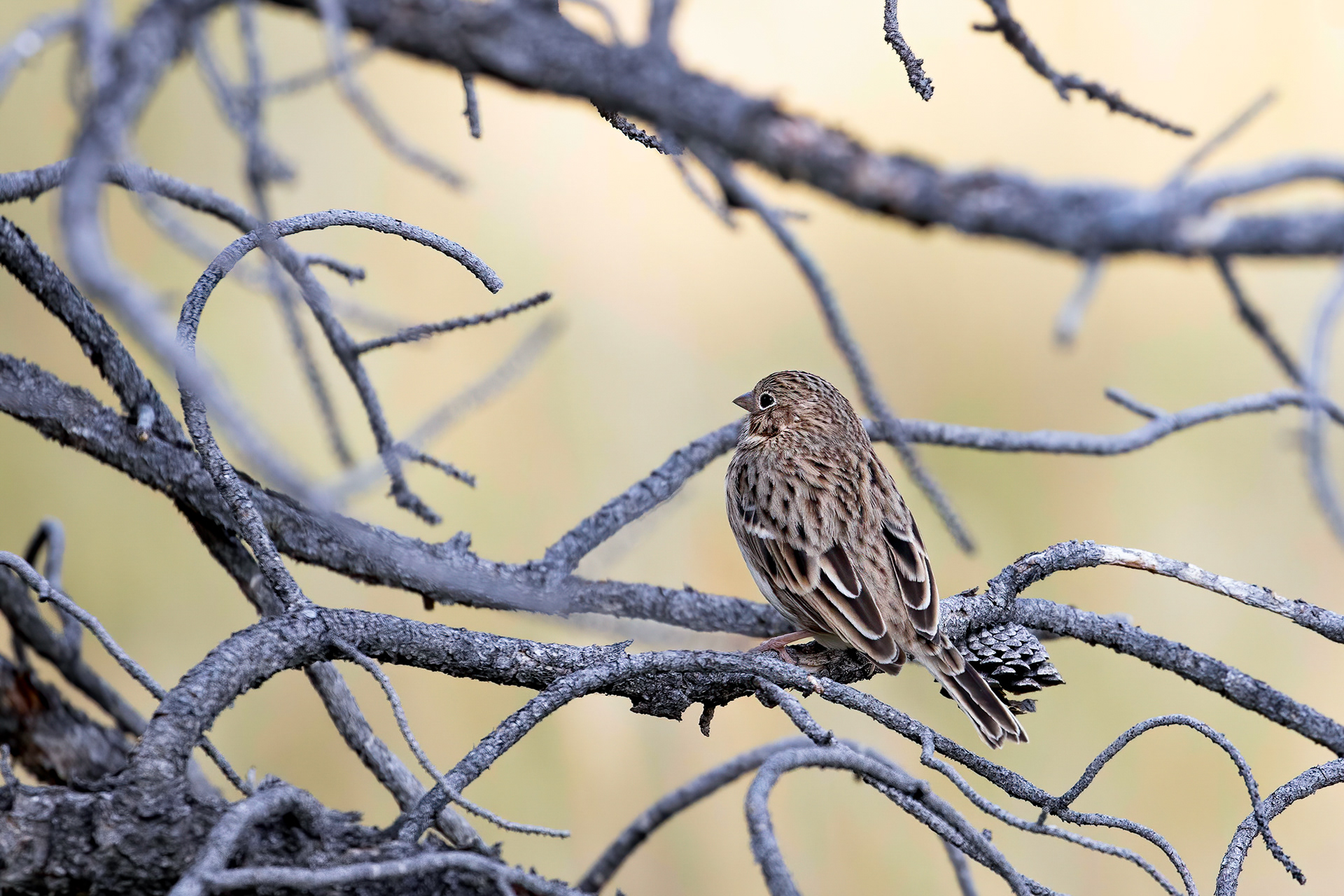 38. vesper sparrow