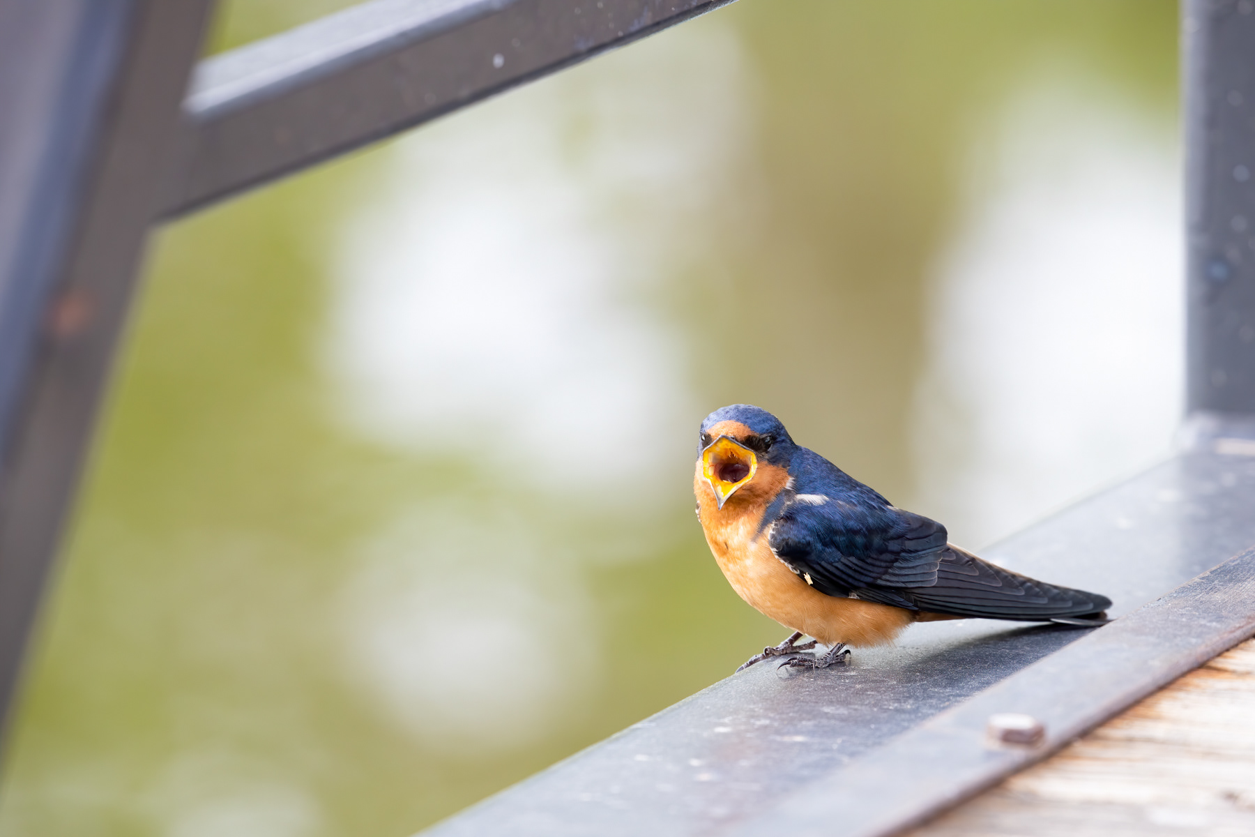 3. barn swallow