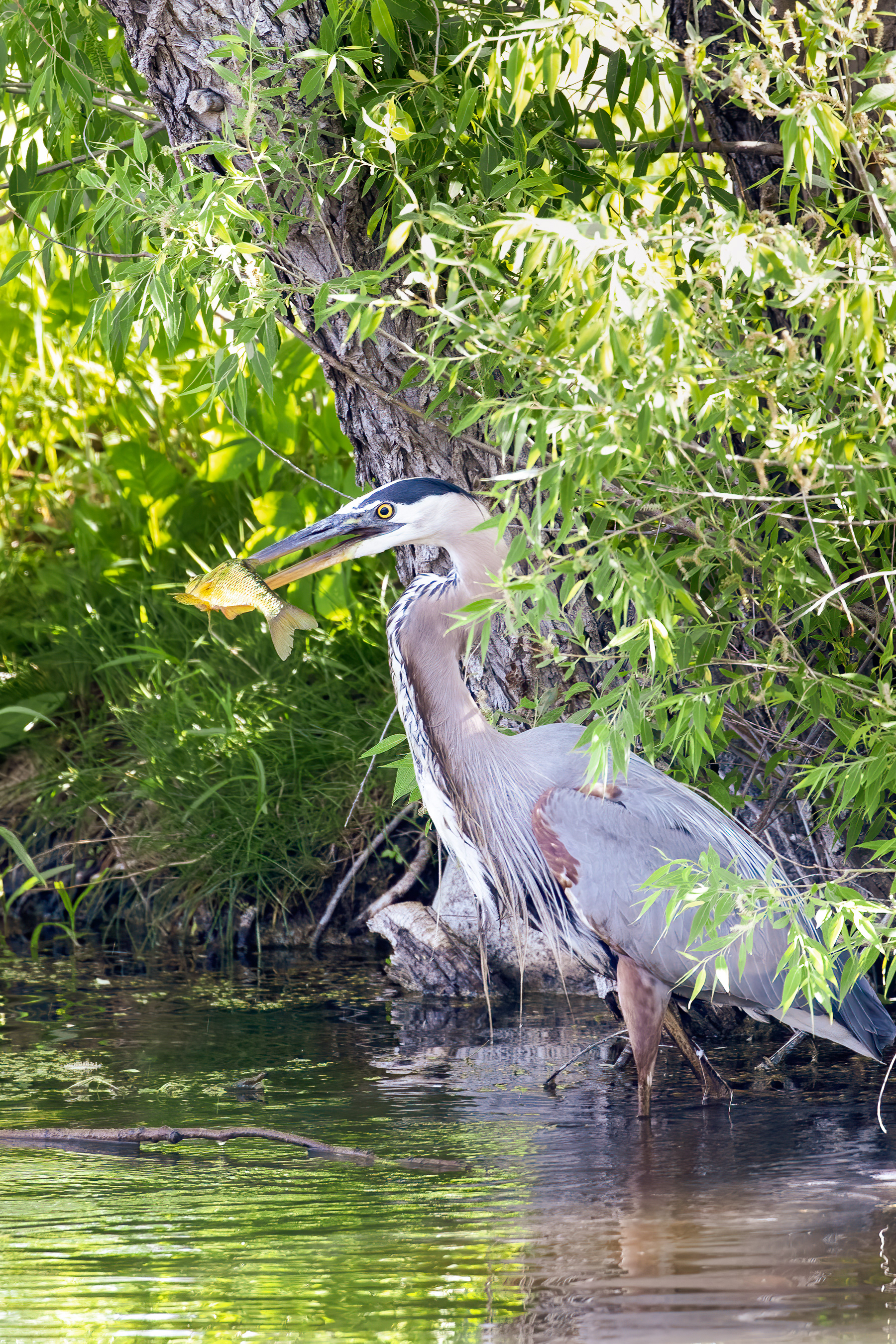 19. great blue heron with breakfast