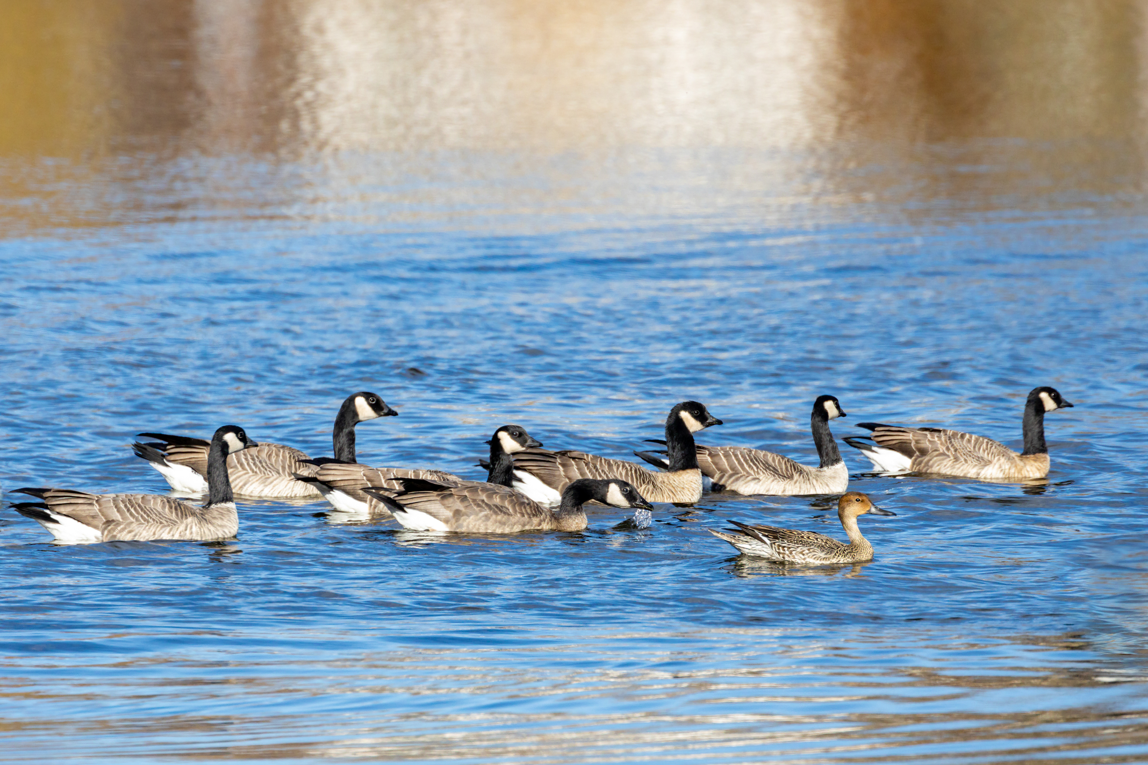 71. northern pintail (hen) 11-6-21