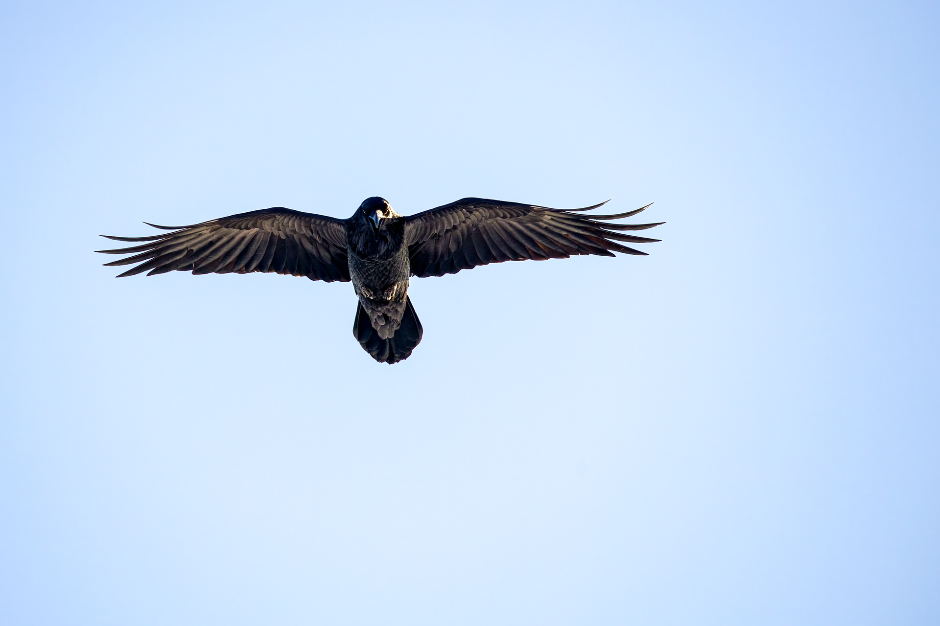 60. common raven