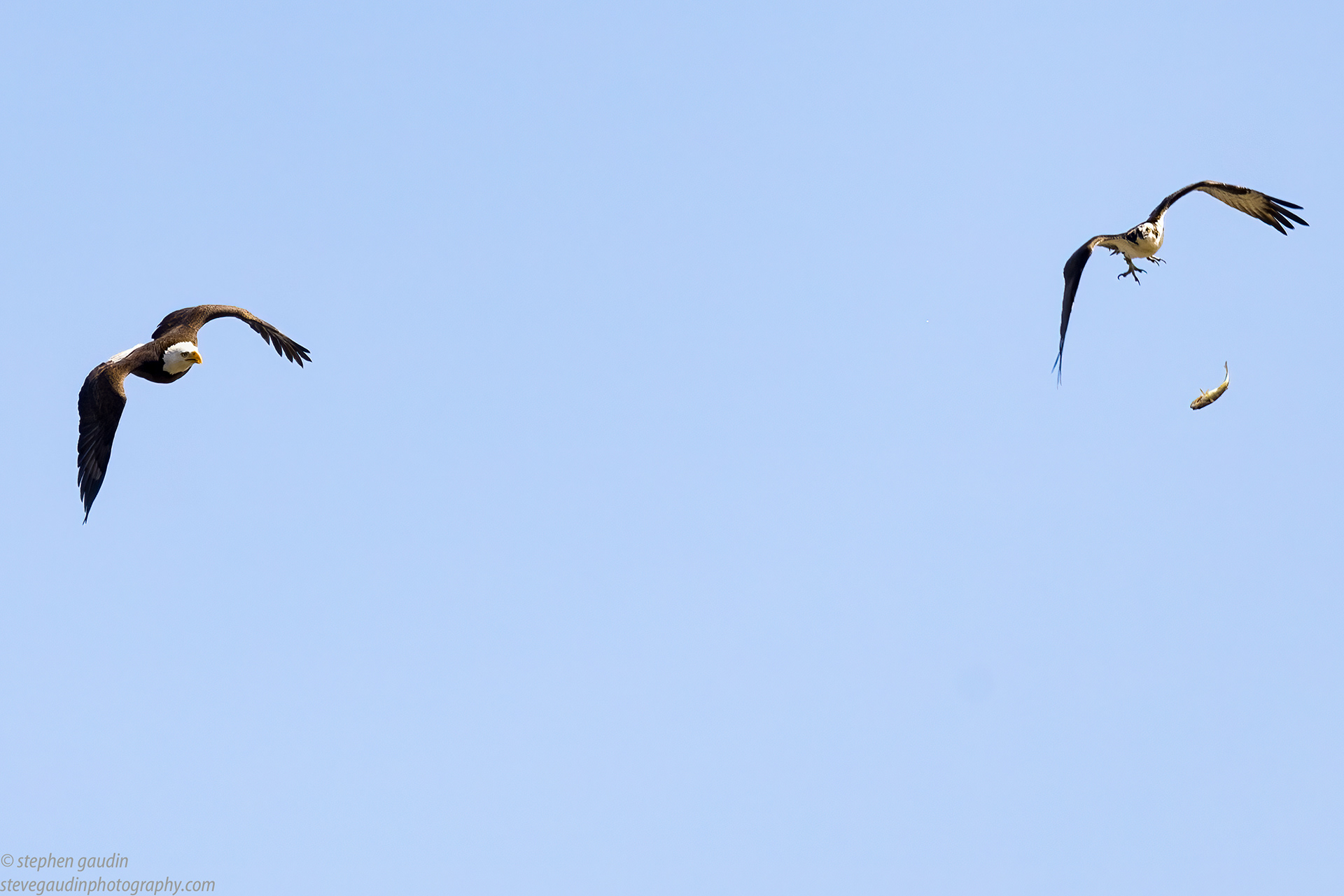 66. Pt. 2 osprey gives up the fish