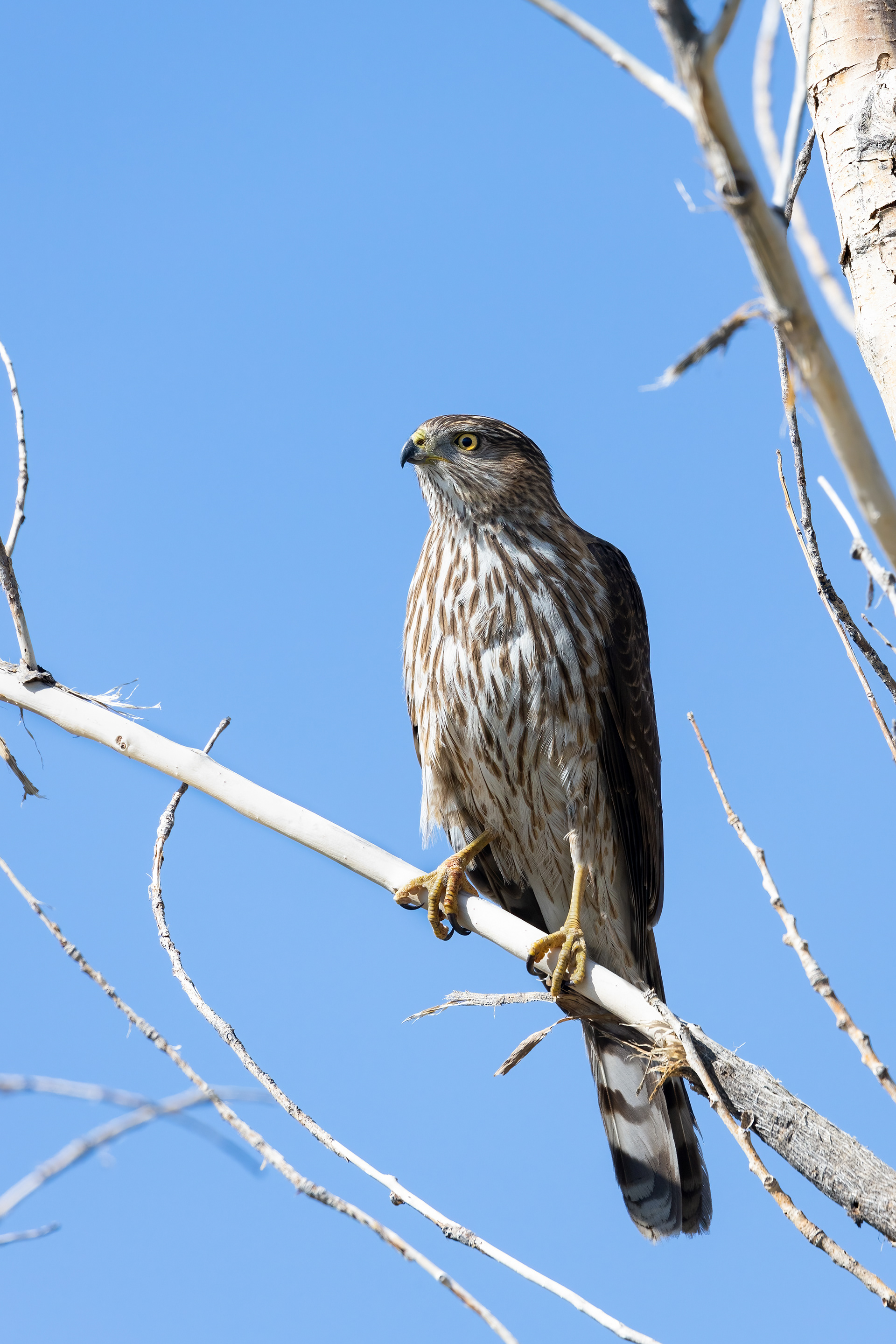 68. sharp-shinned hawk