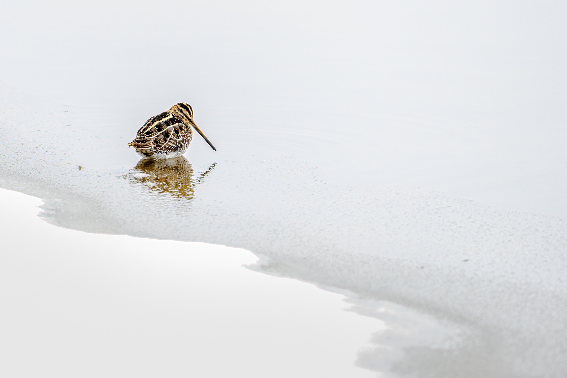 47. Wilson's snipe