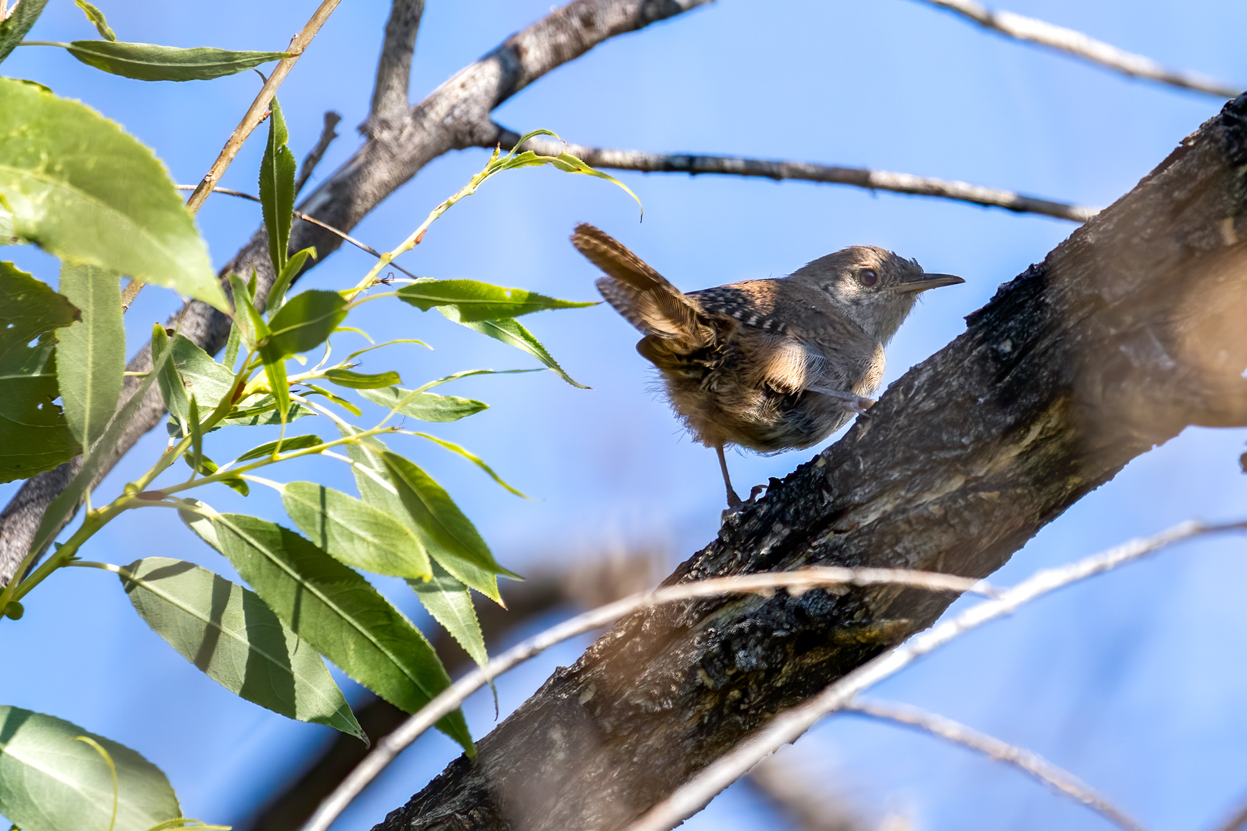 22. house wren