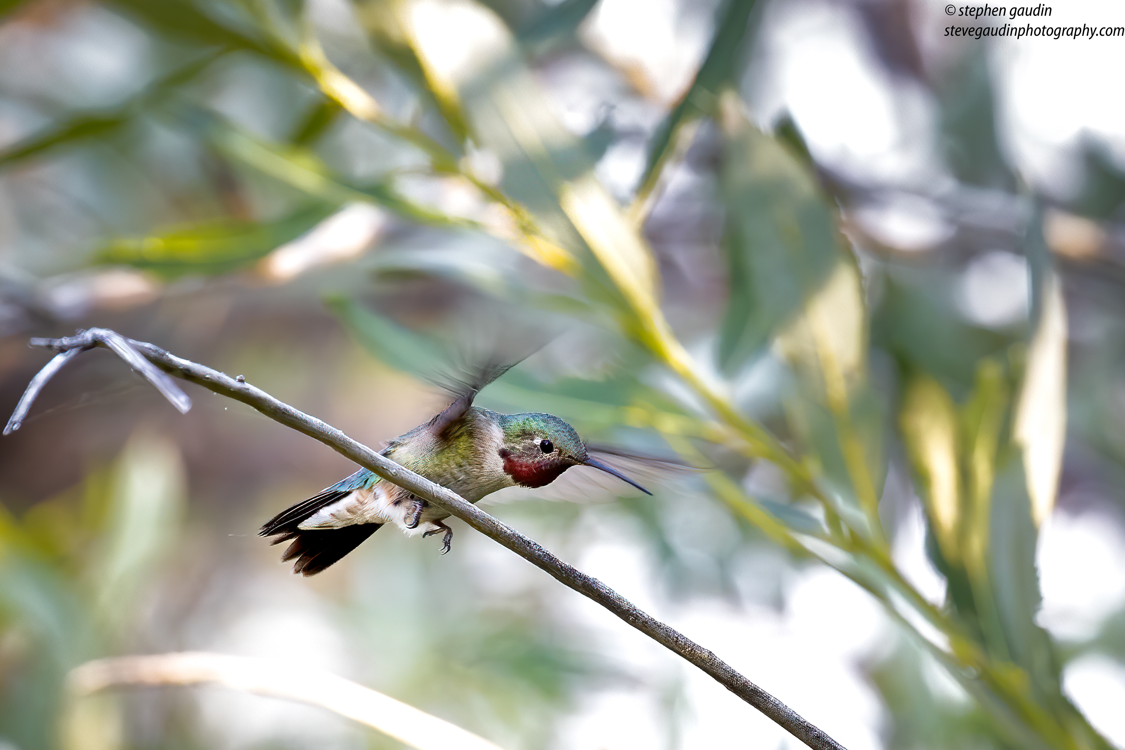 10 broad-tailed hummingbird