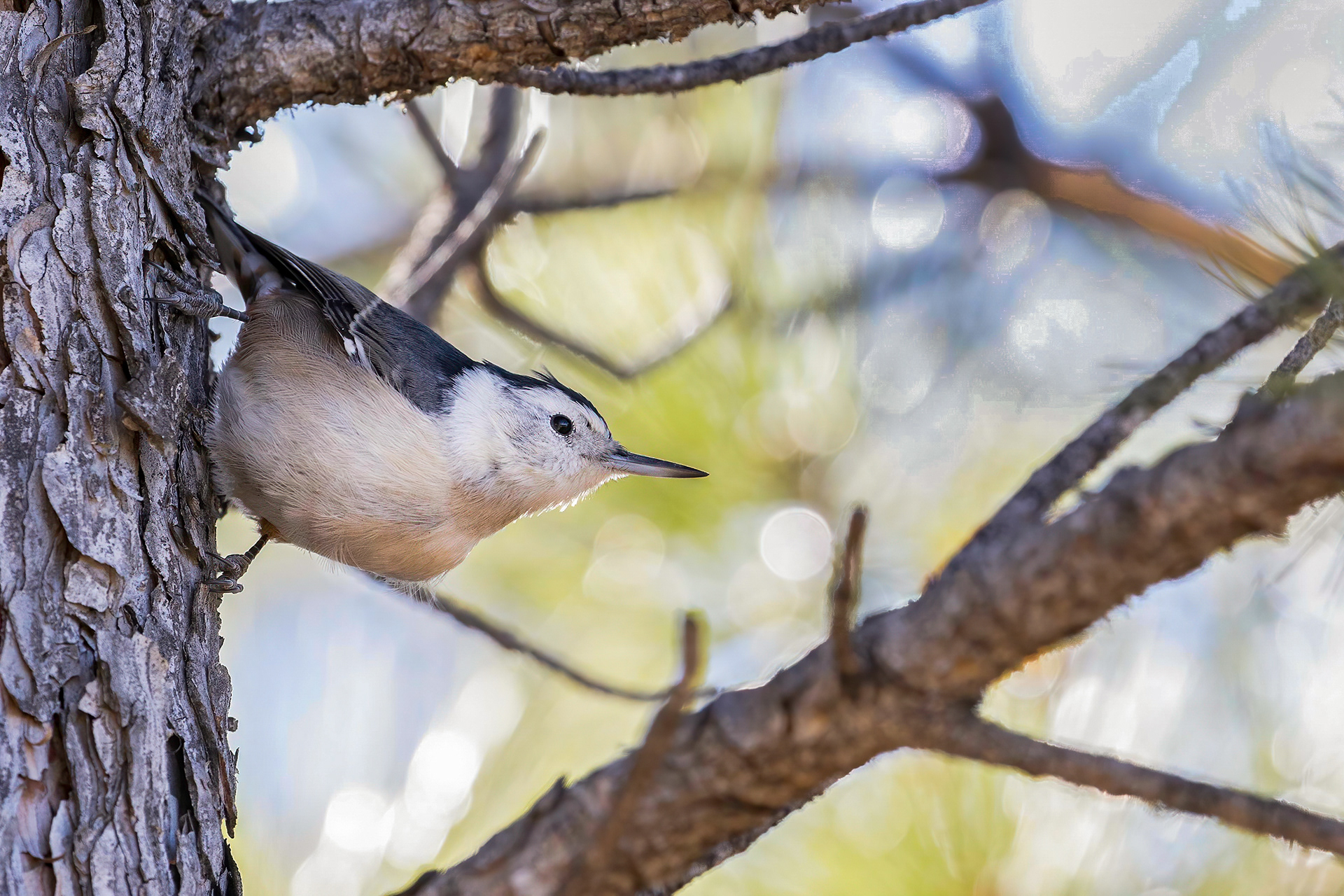 42. white-breasted nuthatch