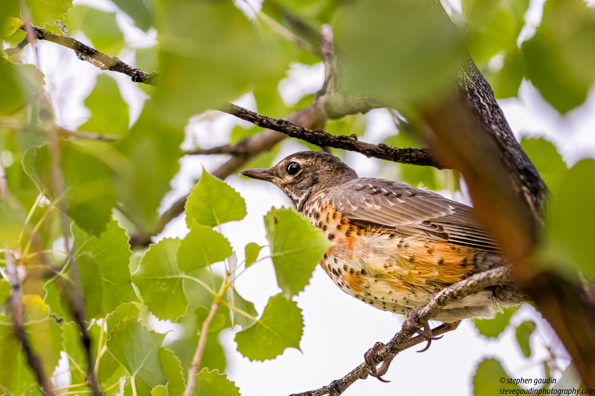 31. American robin
