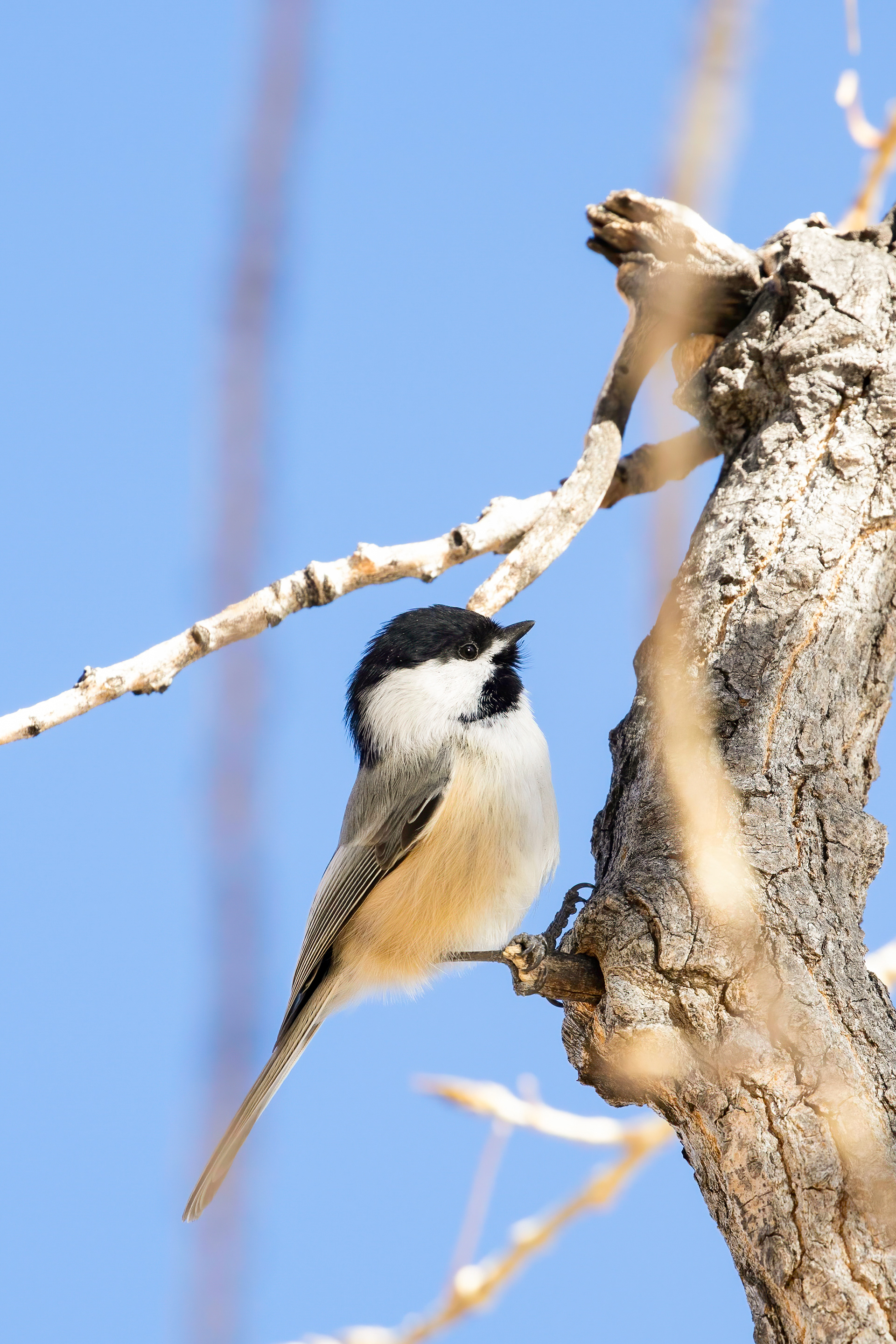 24. black-capped chickadee