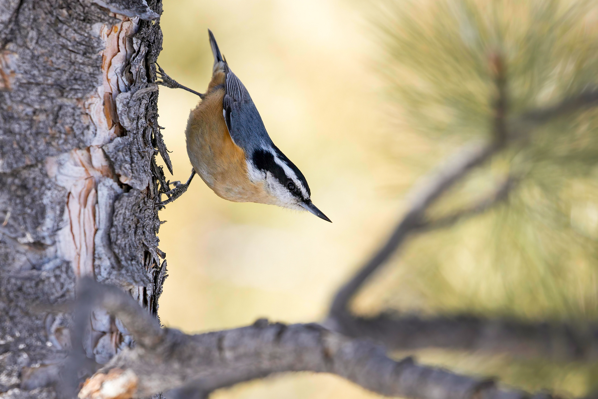 59. red-breasted nuthatch