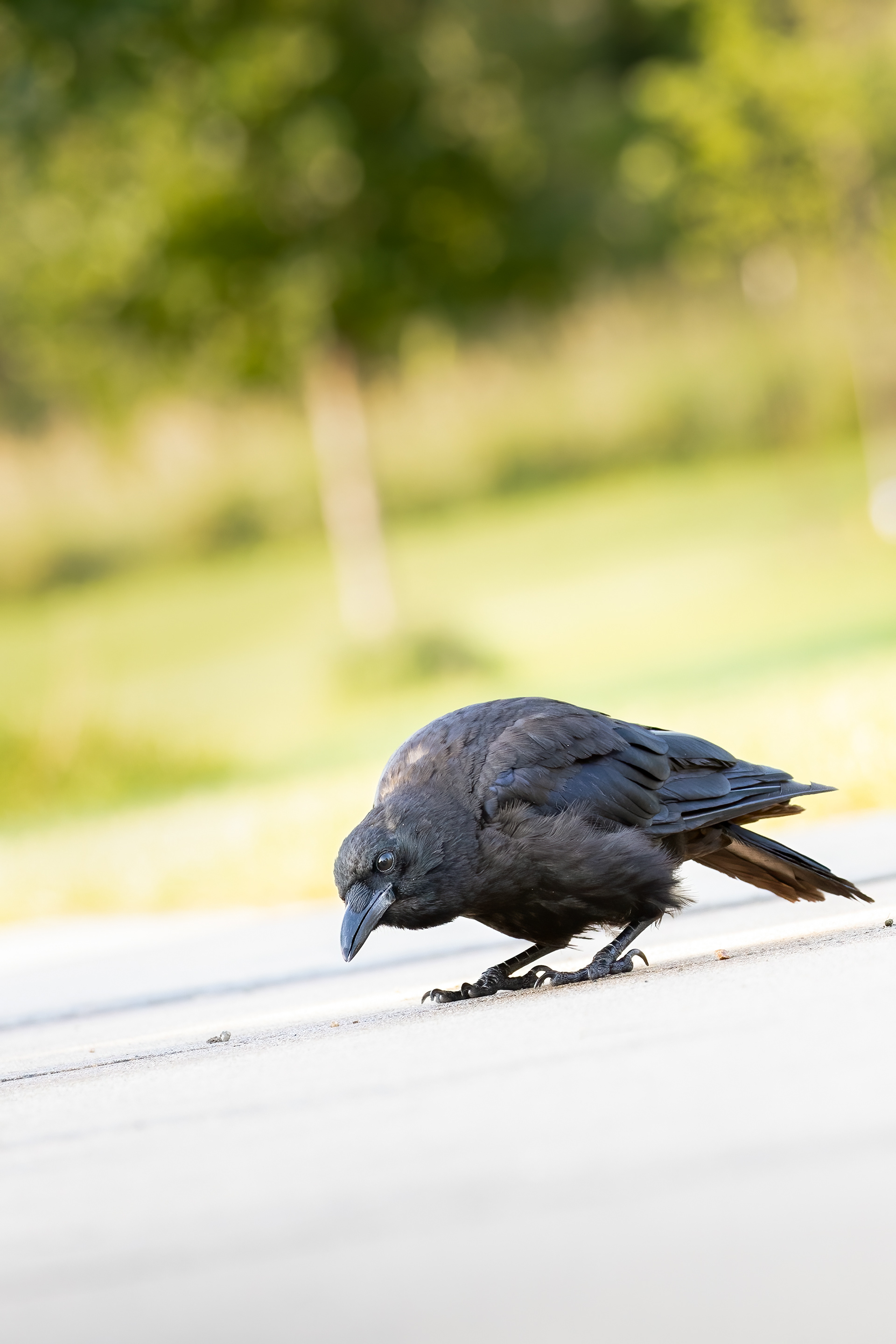 29. American crow