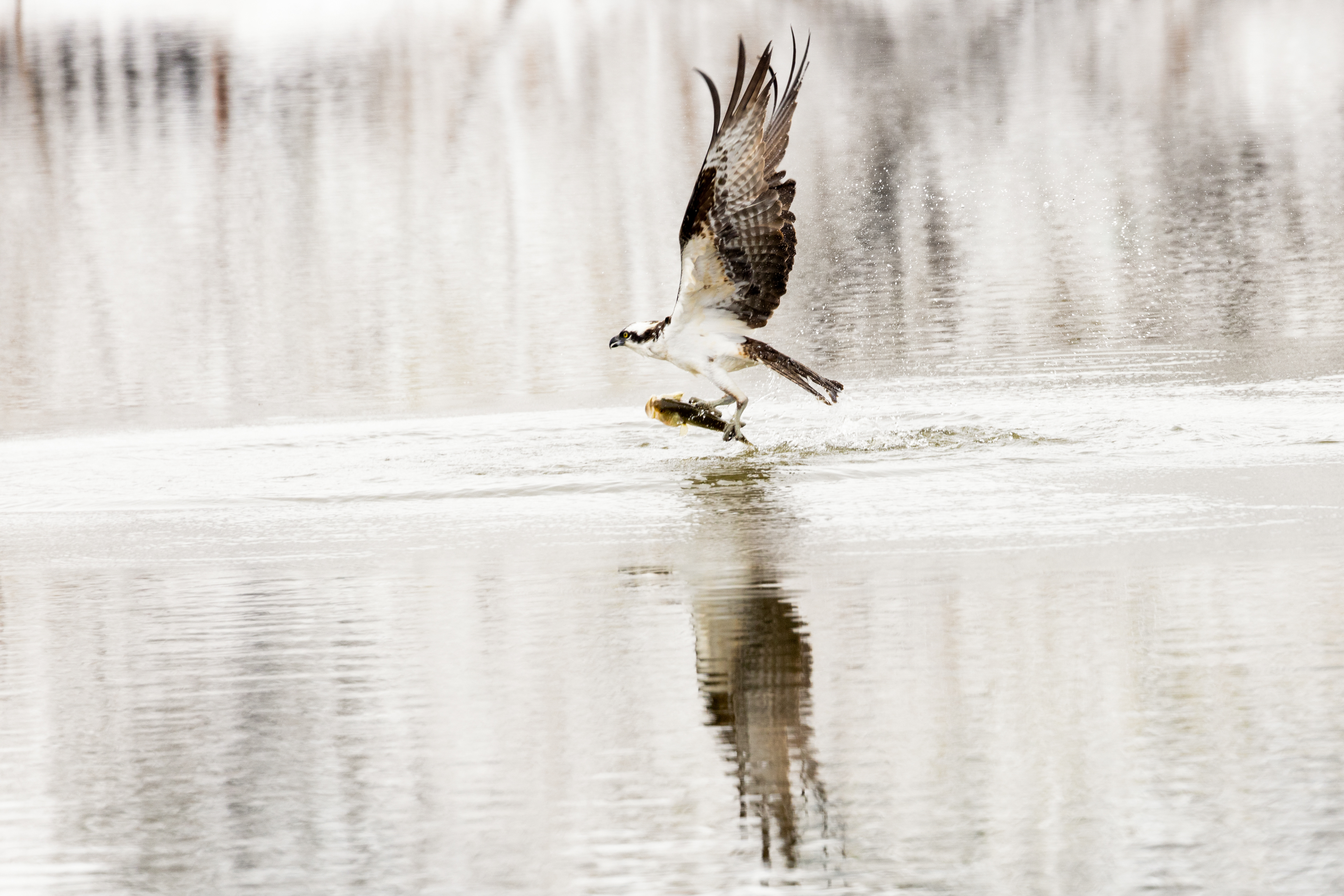 17. Osprey with largemouth bass