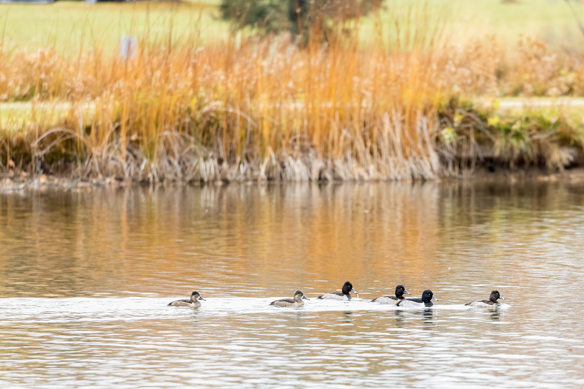 70. ring-necked ducks 11-1-21