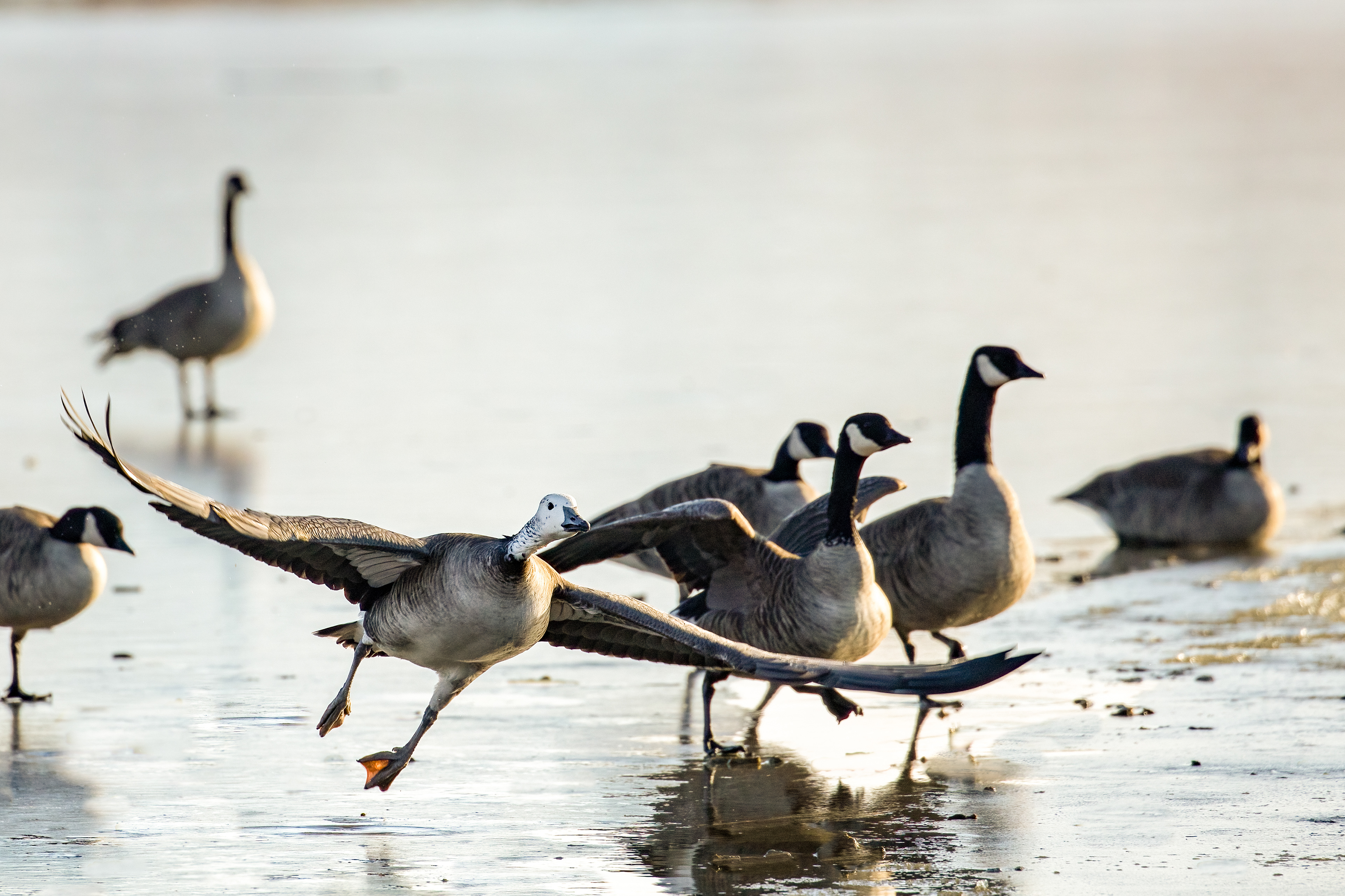 55. This goose visited Viele Lake on 1-5-21. My guess: juvenile snow goose. Please email me if you can identify this goose.
