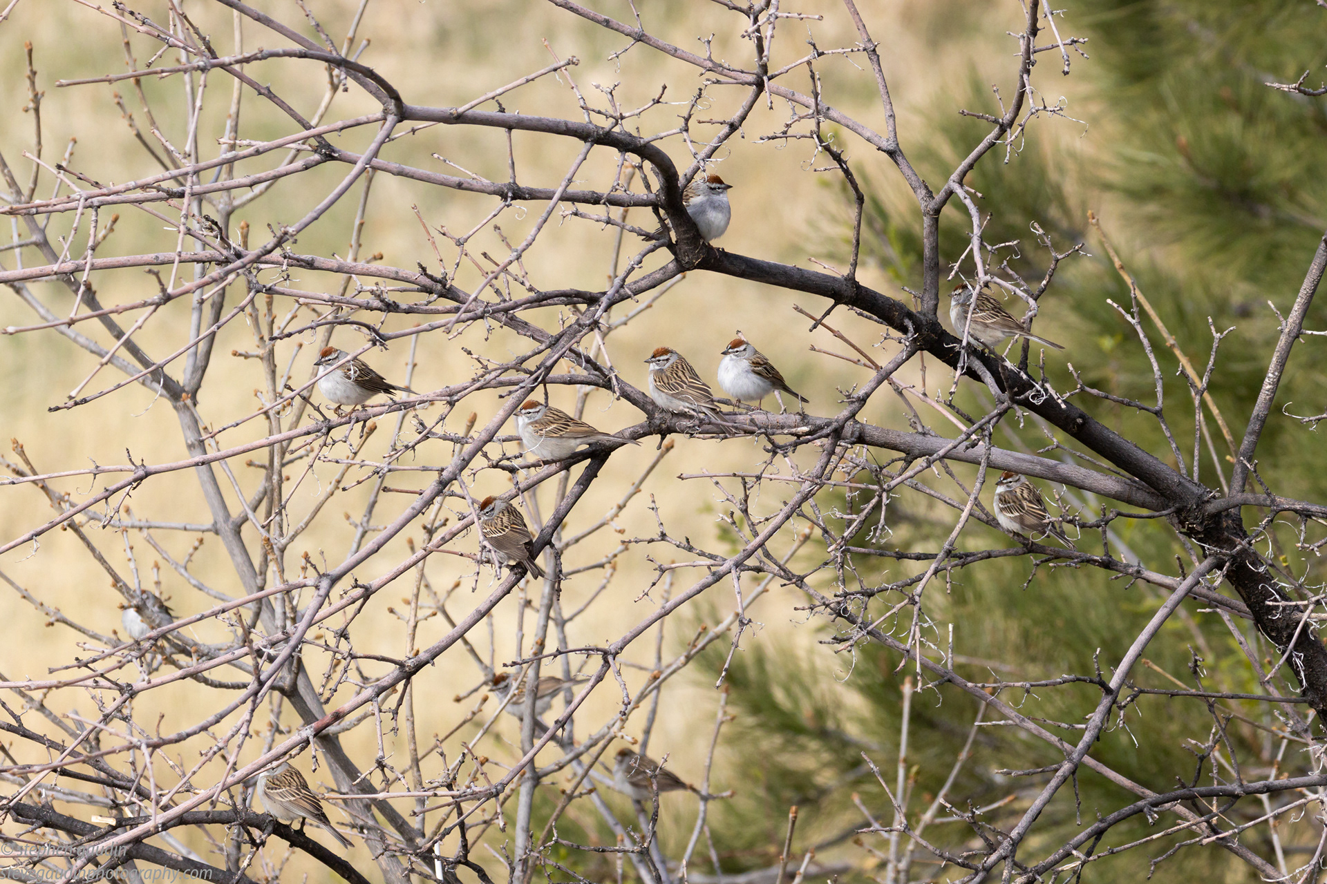 chipping sparrows 5-1-22