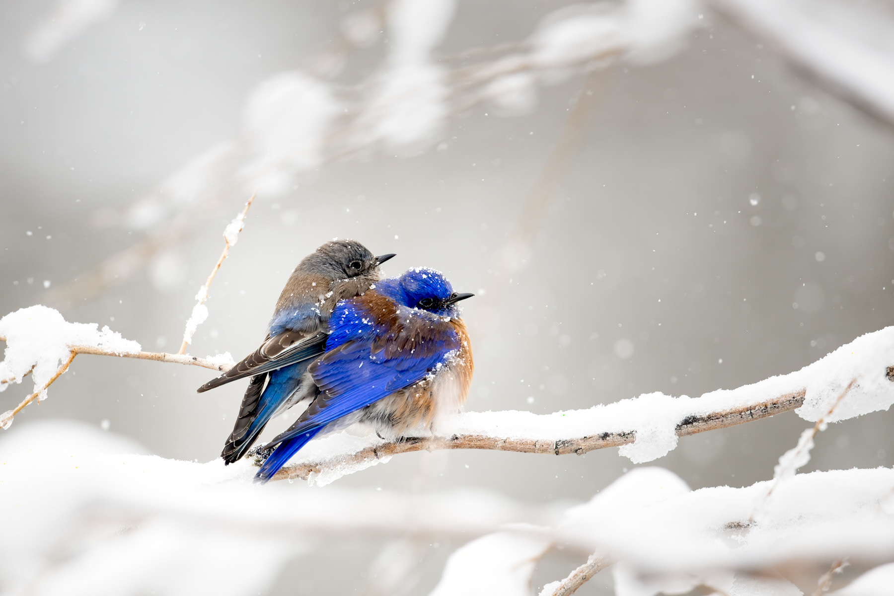9. western bluebirds