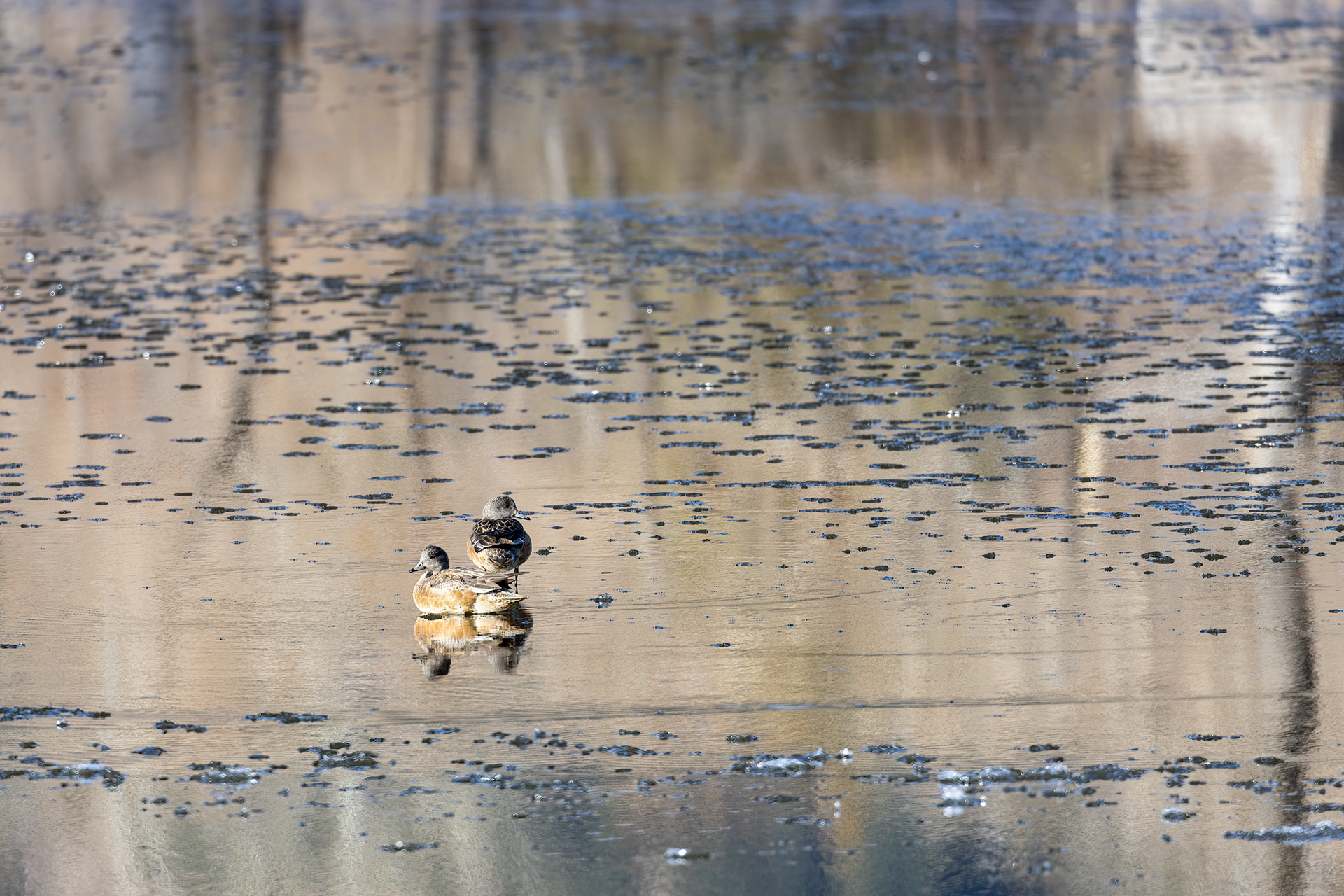 72. American Wigeon 12-17-21