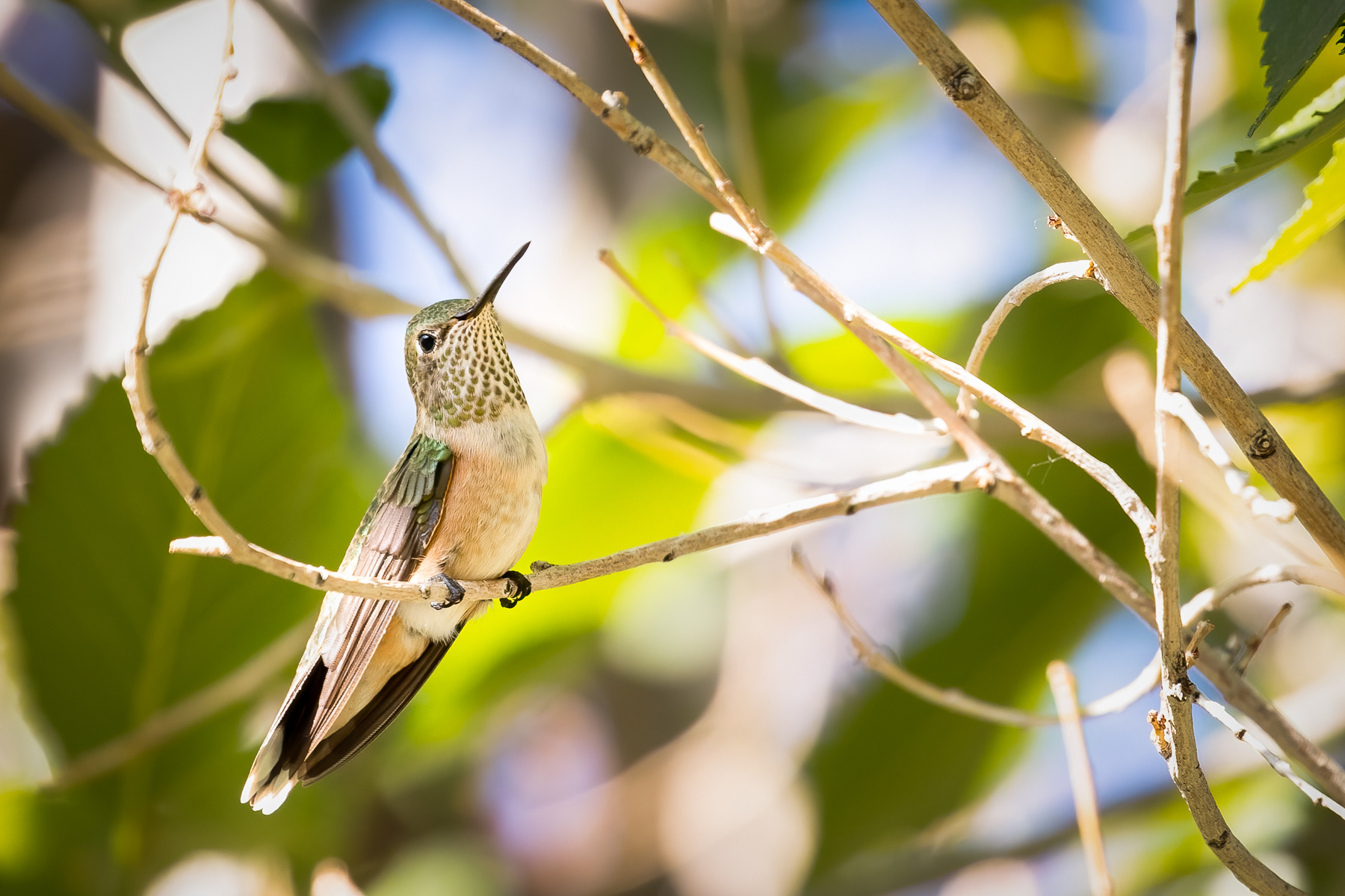 10. broad-tailed hummingbird