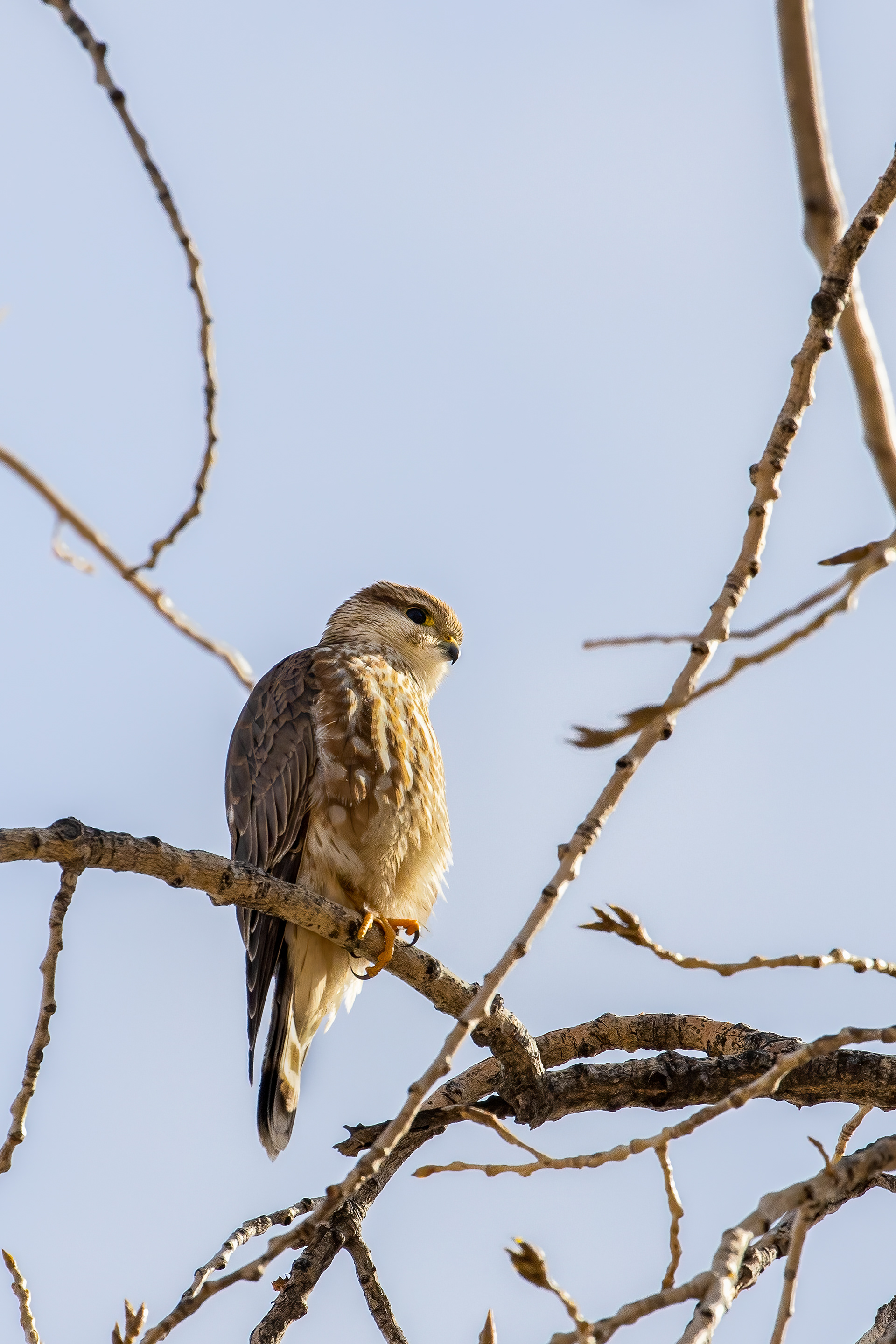 56. prairie falcon (juvenile)