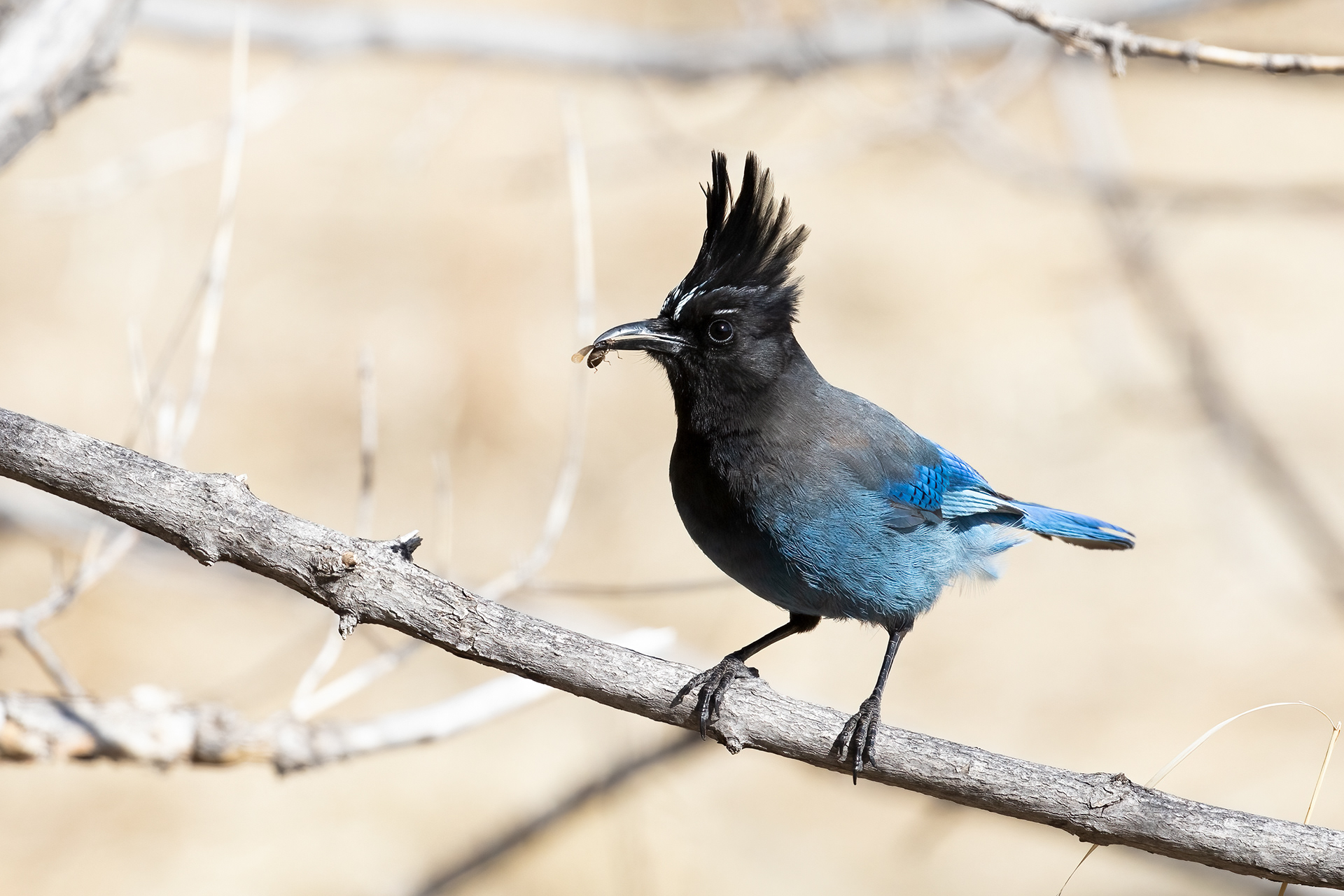 63. Steller's jay