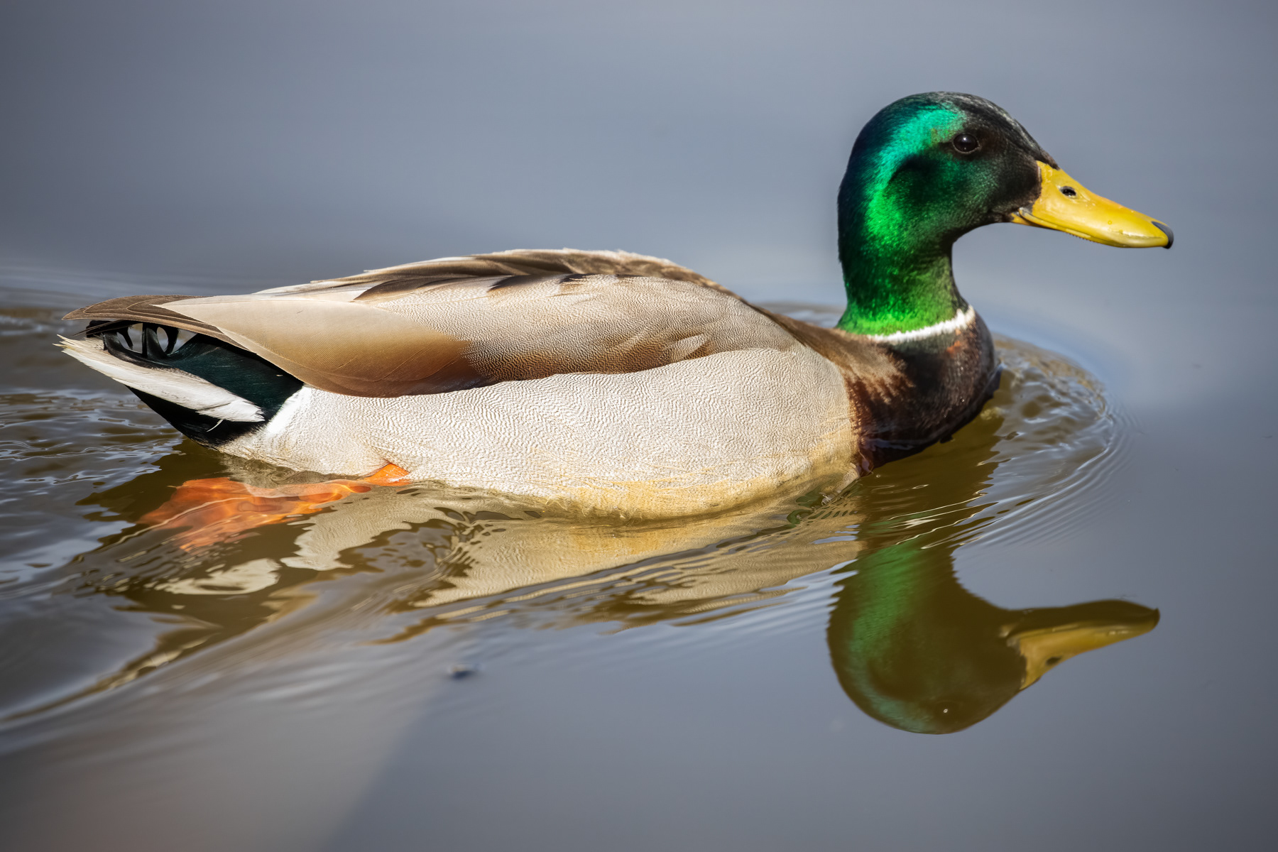 34. mallard