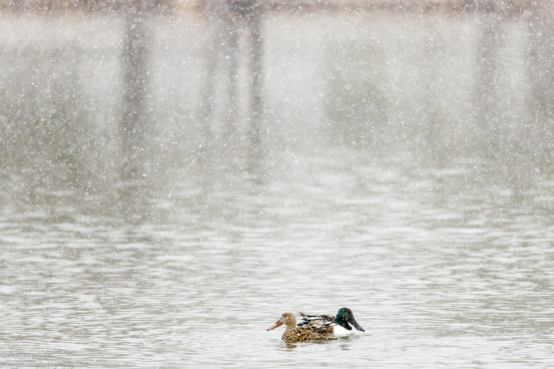 74. northern shoveler(s) 3-21-22