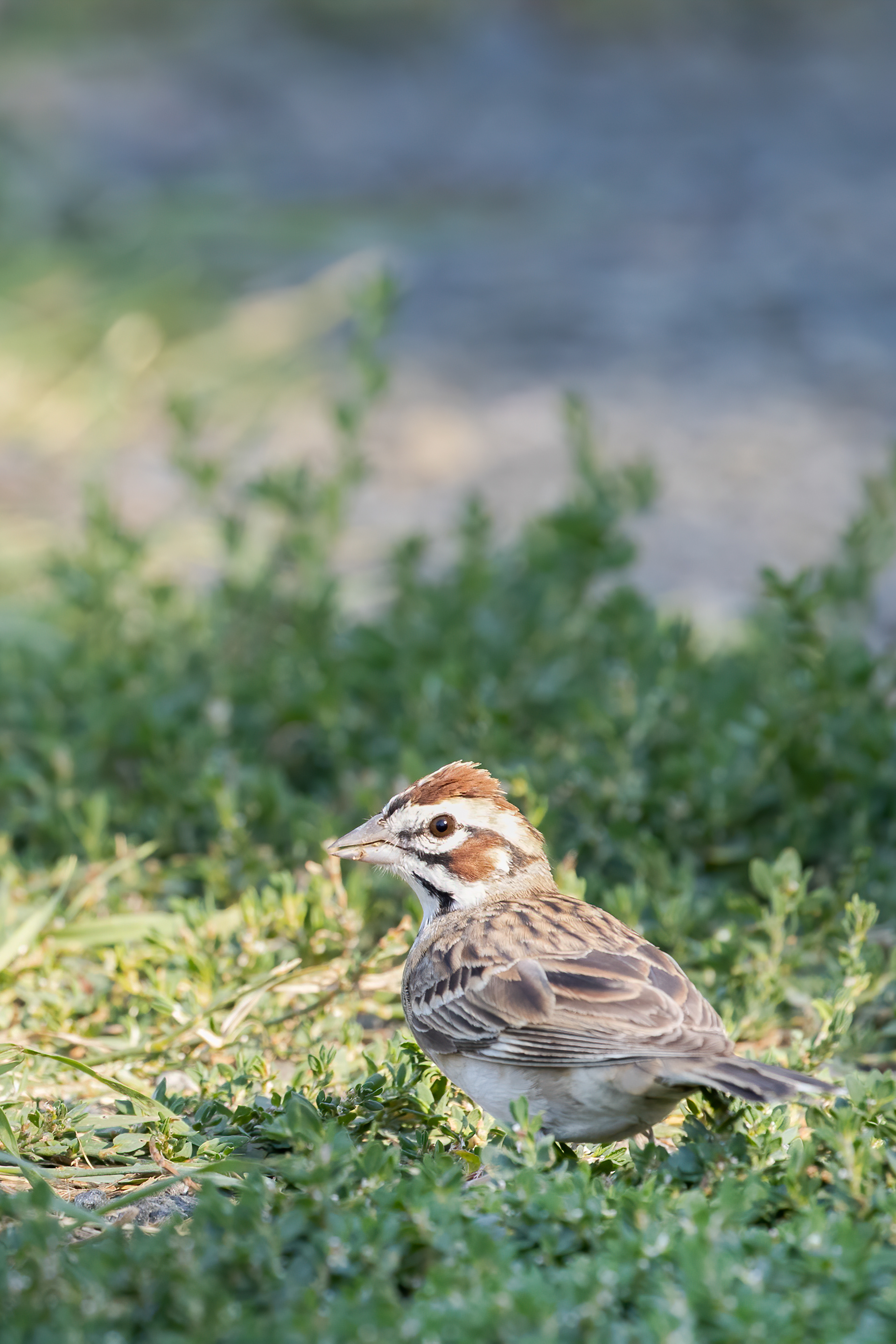 27. lark sparrow