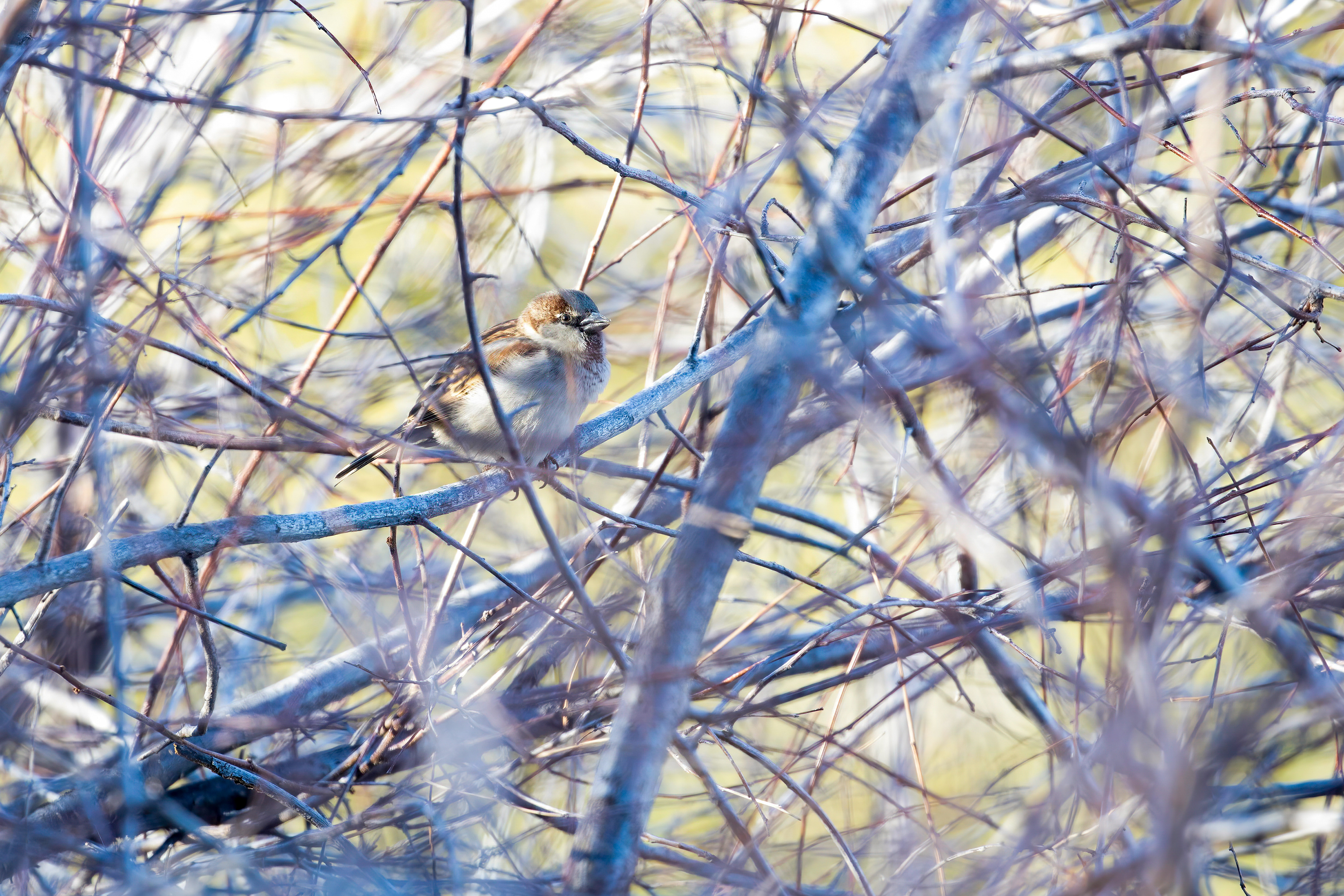 57. house sparrow