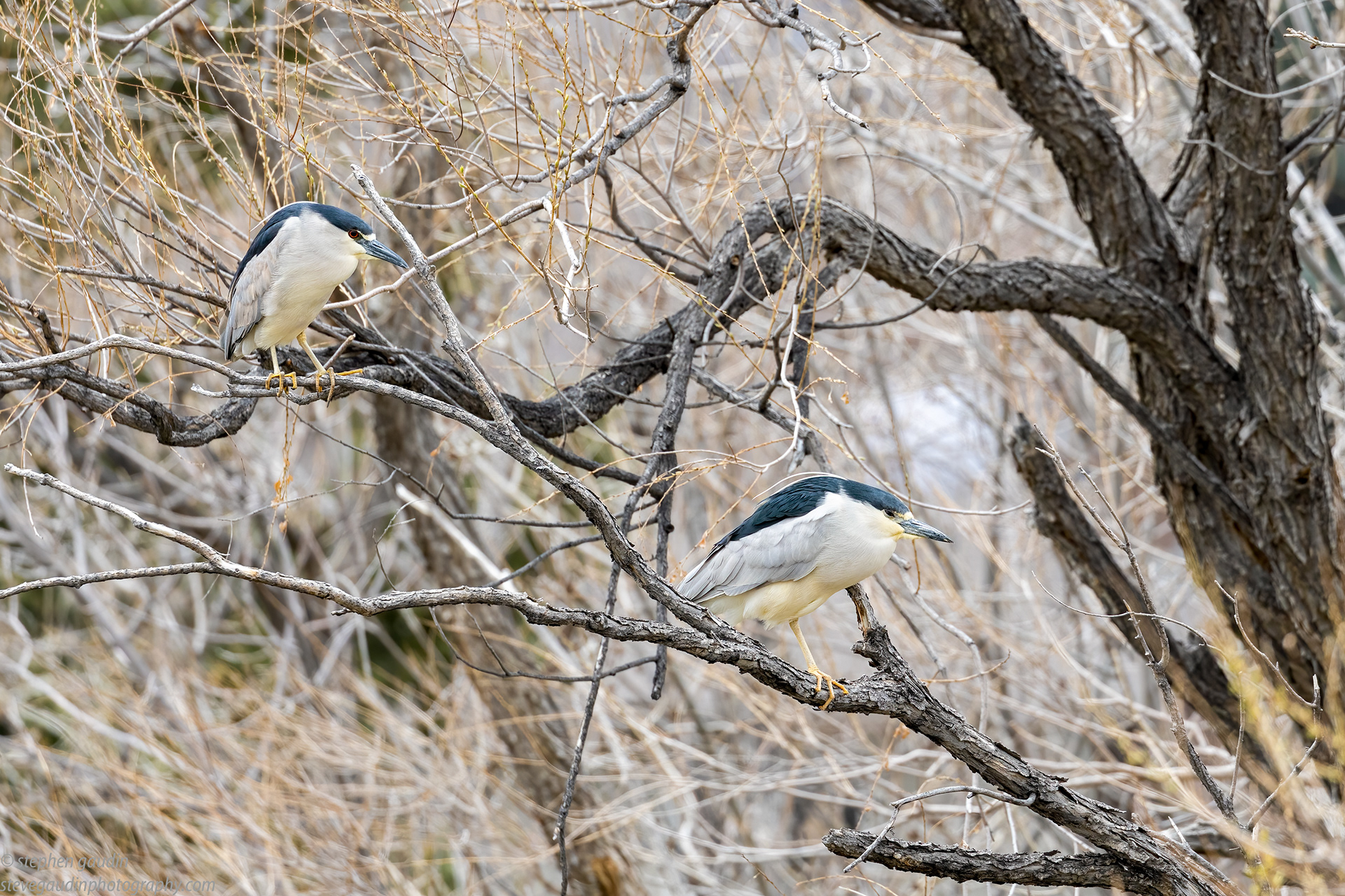 64. black-crowned night heron(s)