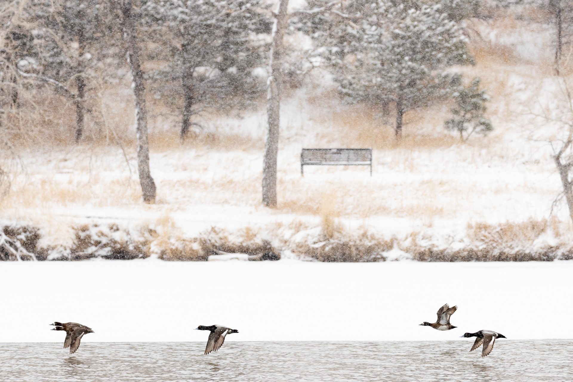 73. lesser scaup 3-9-22