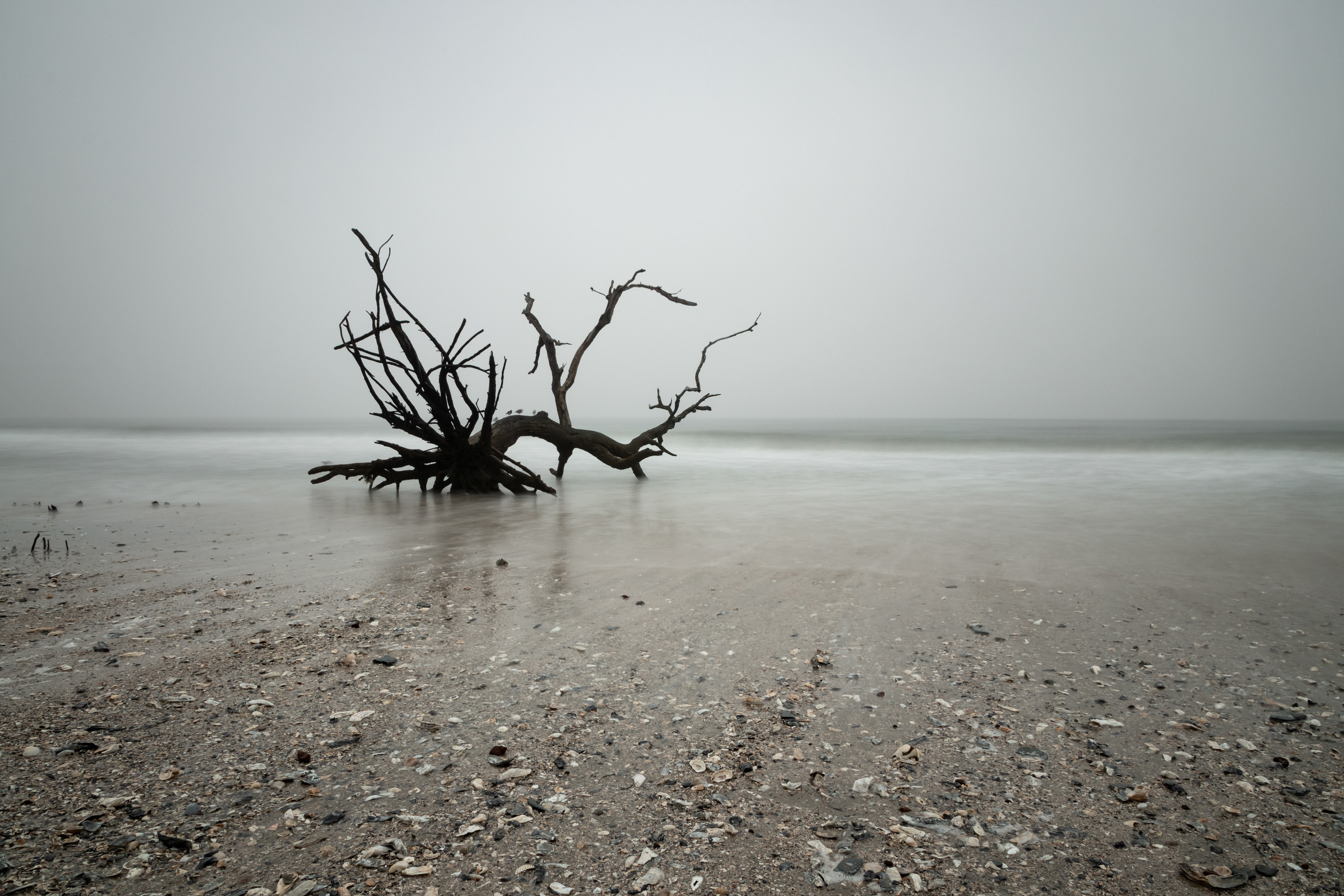 Driftwood Beach, Edisto Island, SC