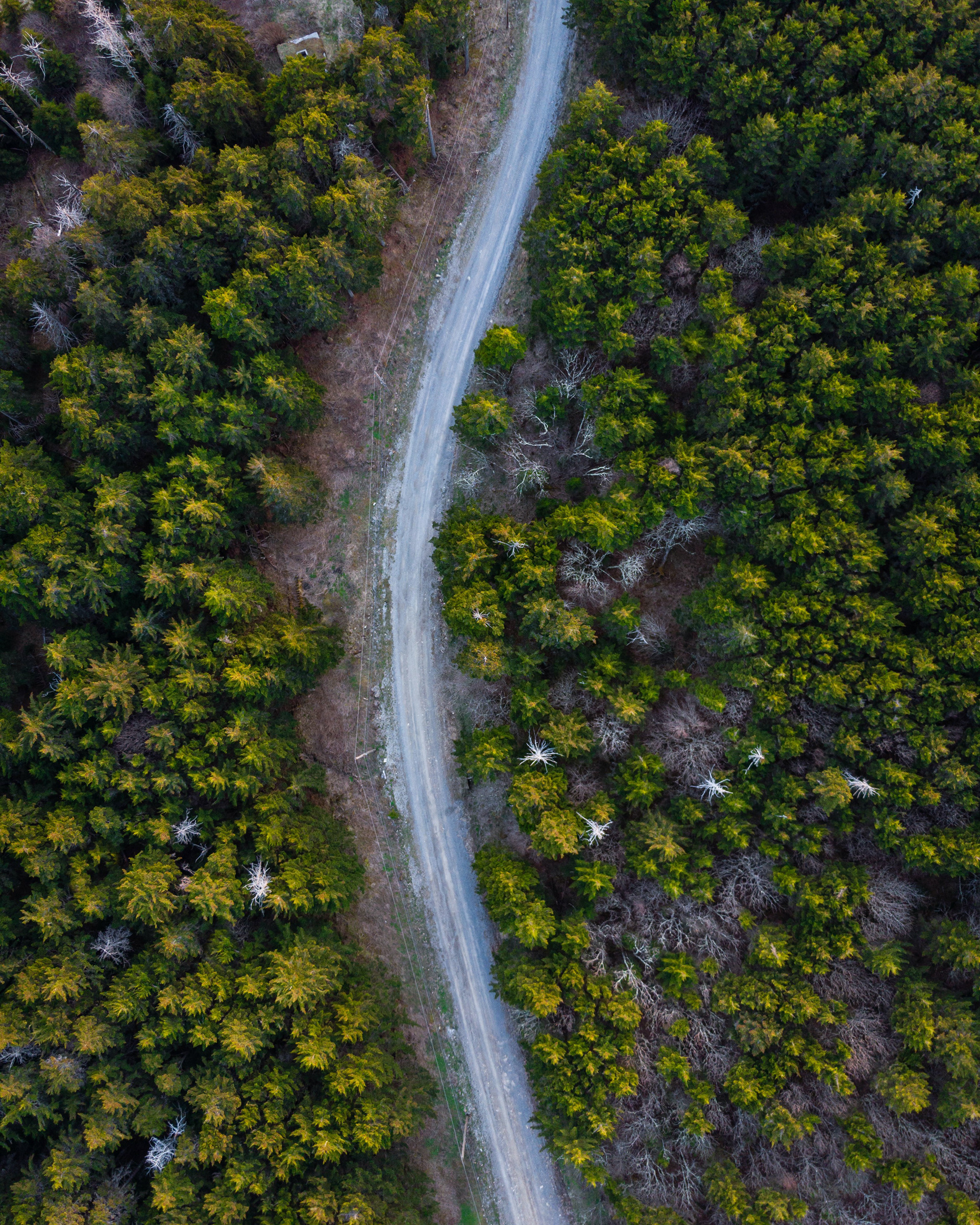Forest Road on Whitetop Mountain, VA