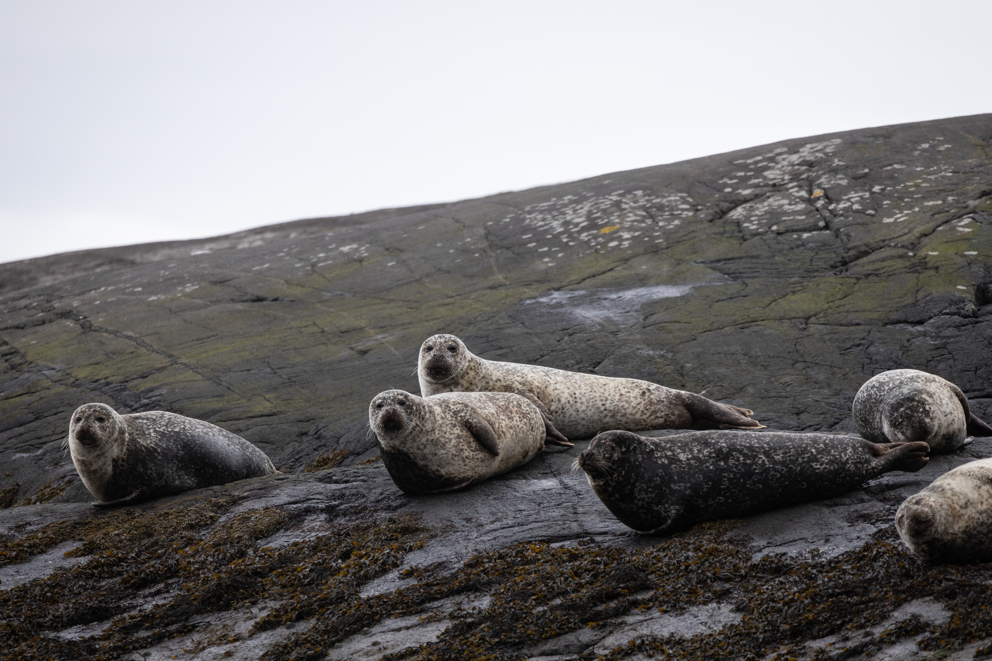 Seals at Loch Coruisk, Isle of Skye