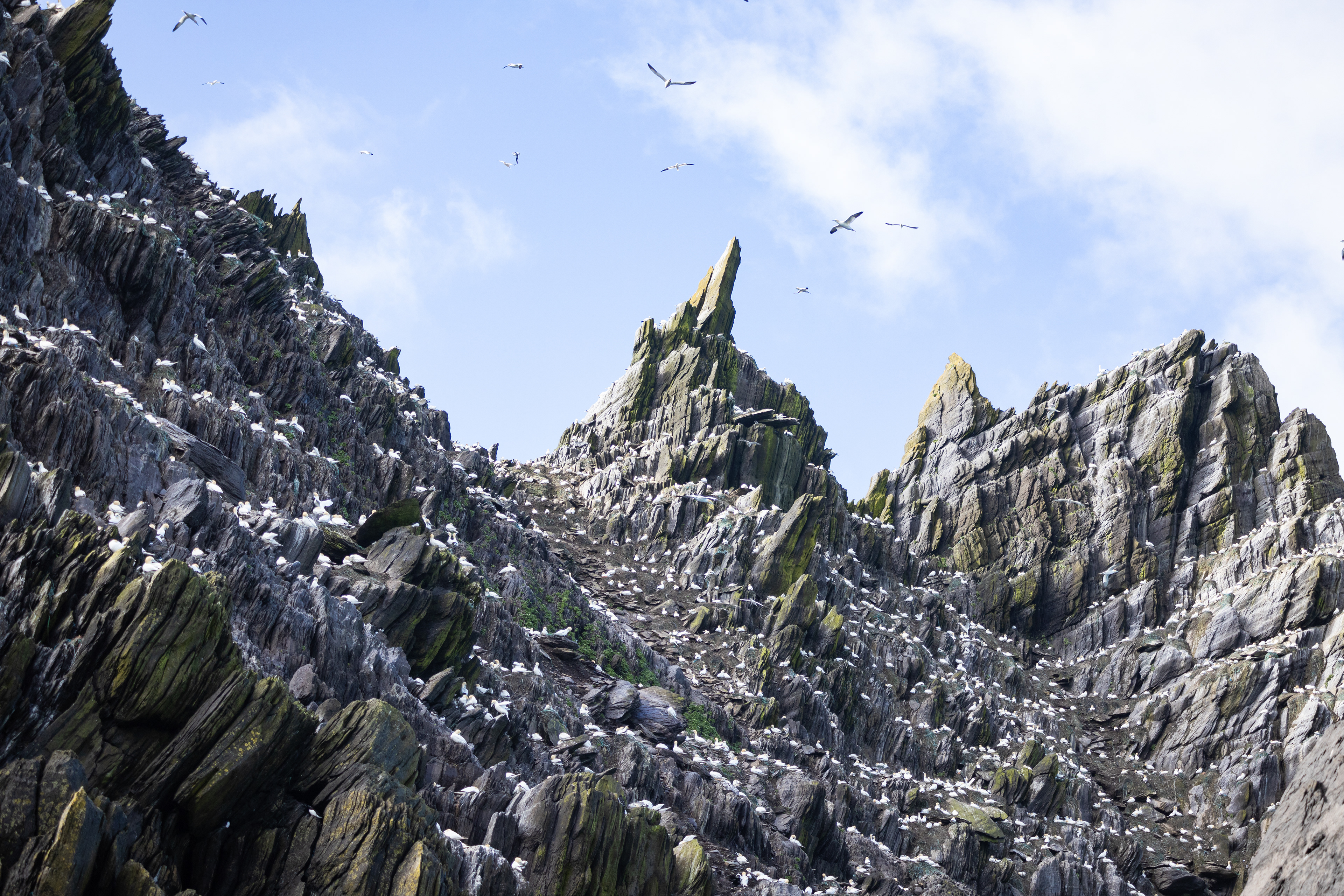 Little Skellig, Co. Kerry