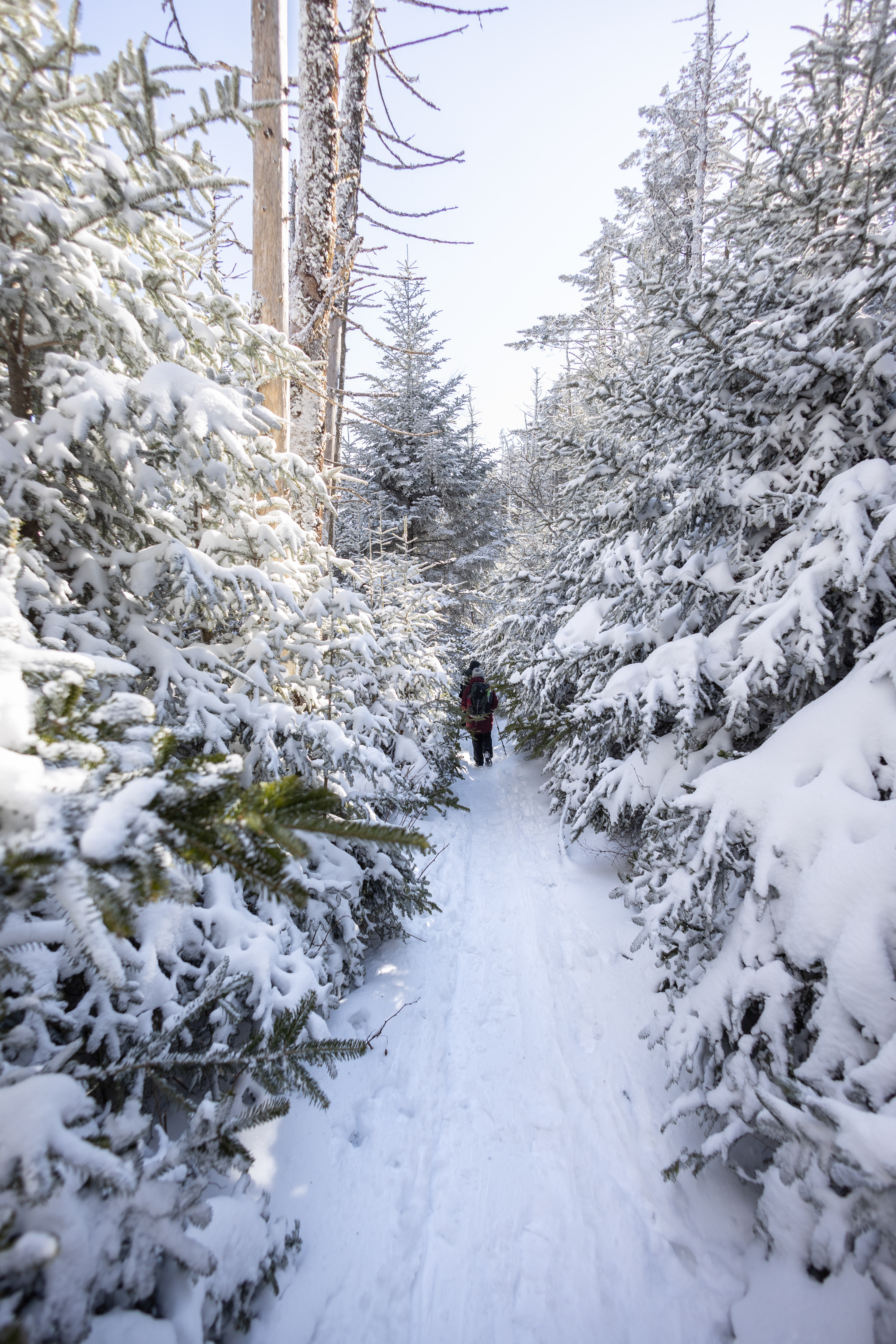 Snow-Covered Trail at Roan Mountain, Mitchell Co.