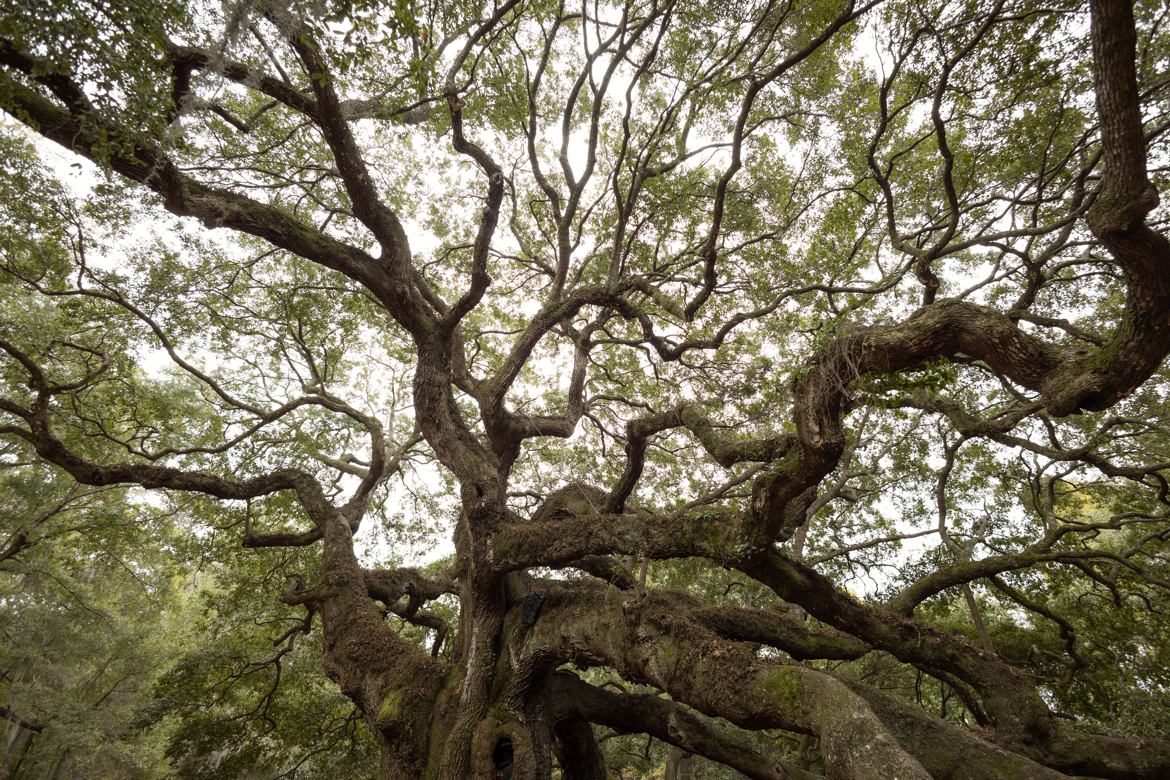 Angel Oak Tree, Charleston, SC