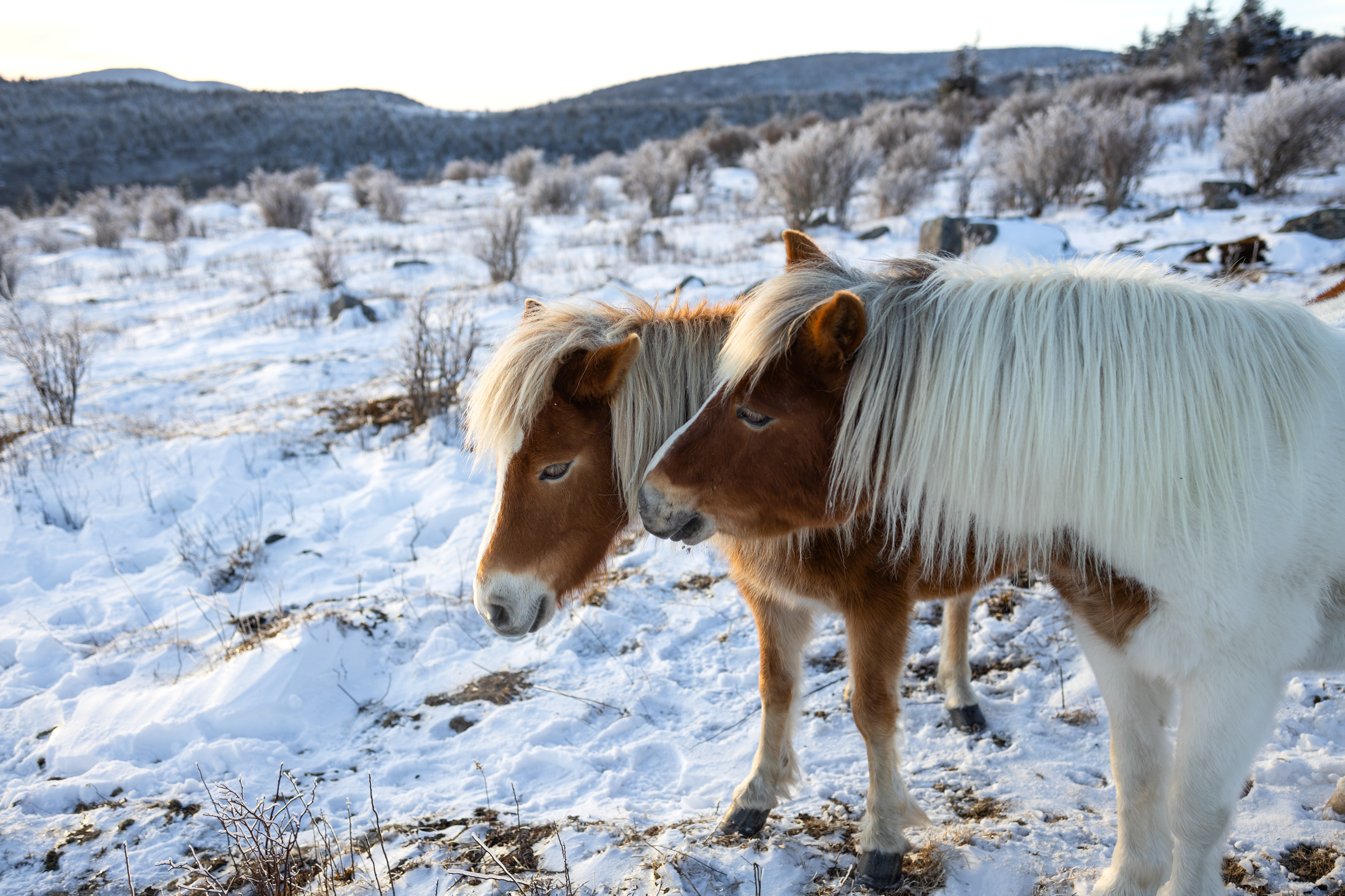 Highland Ponies at Mount Rogers, VA in the Winter