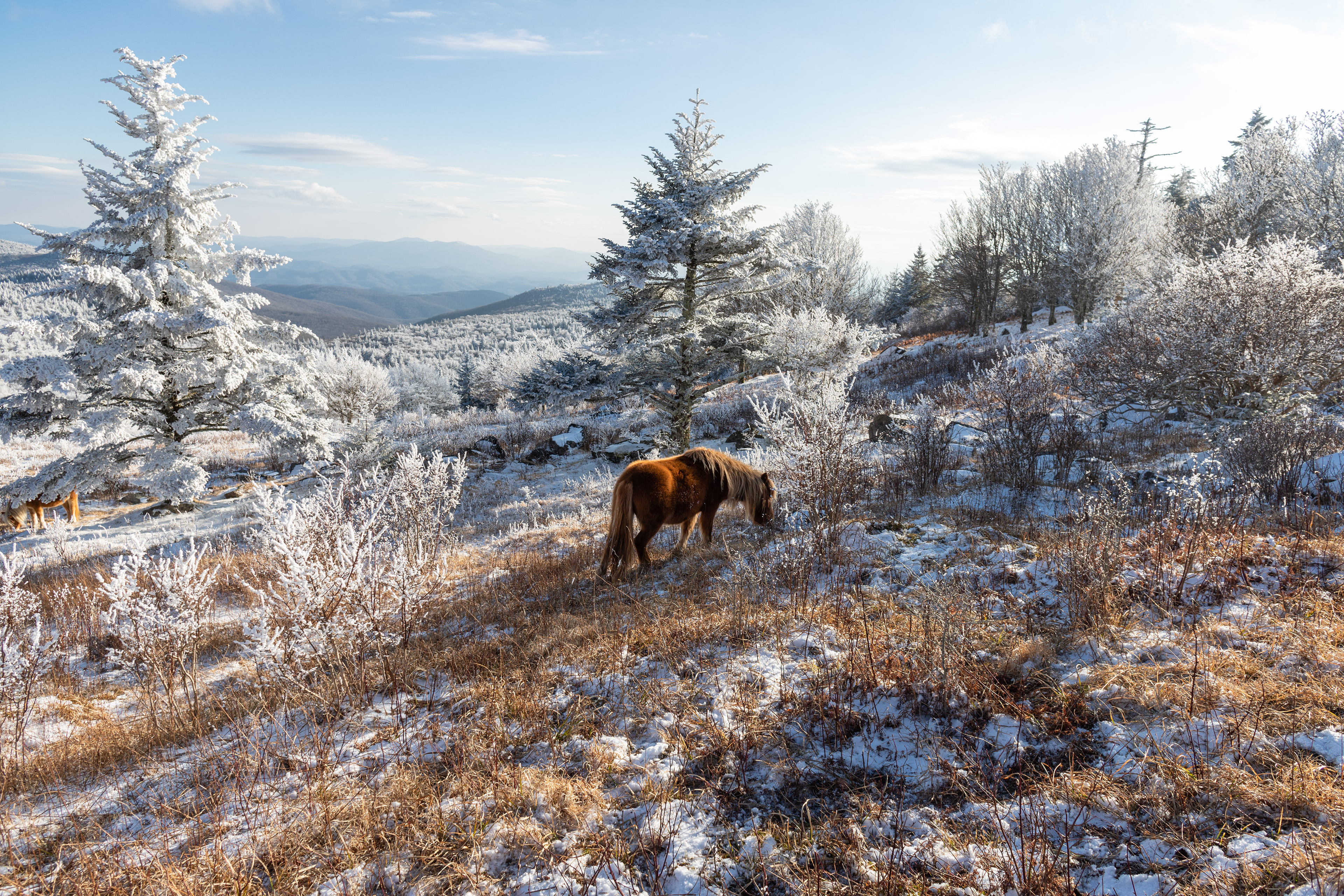 Highland Ponies at Mount Rogers, VA in the Winter