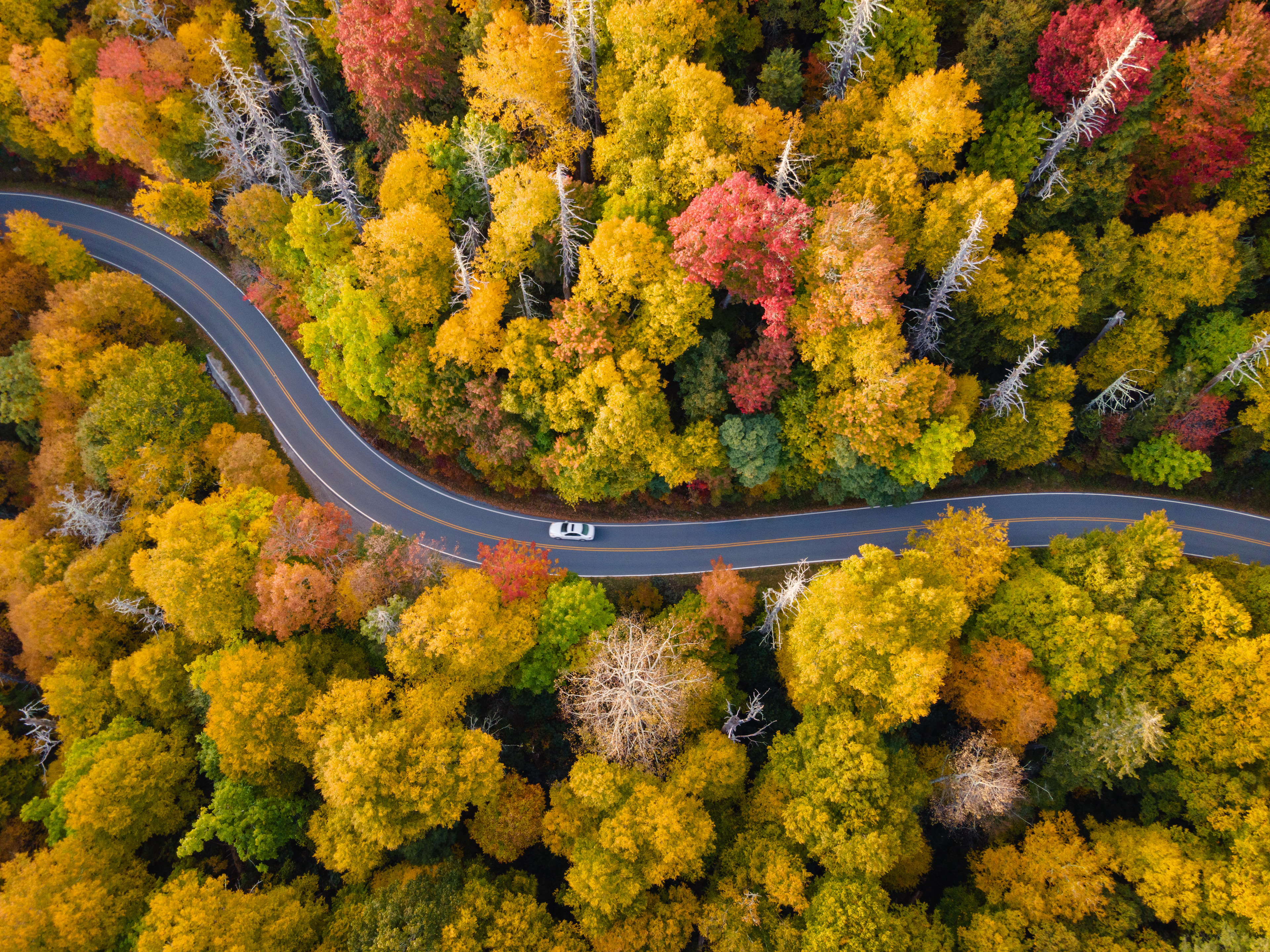 Winding Mountain Road in the Fall, Avery Co.