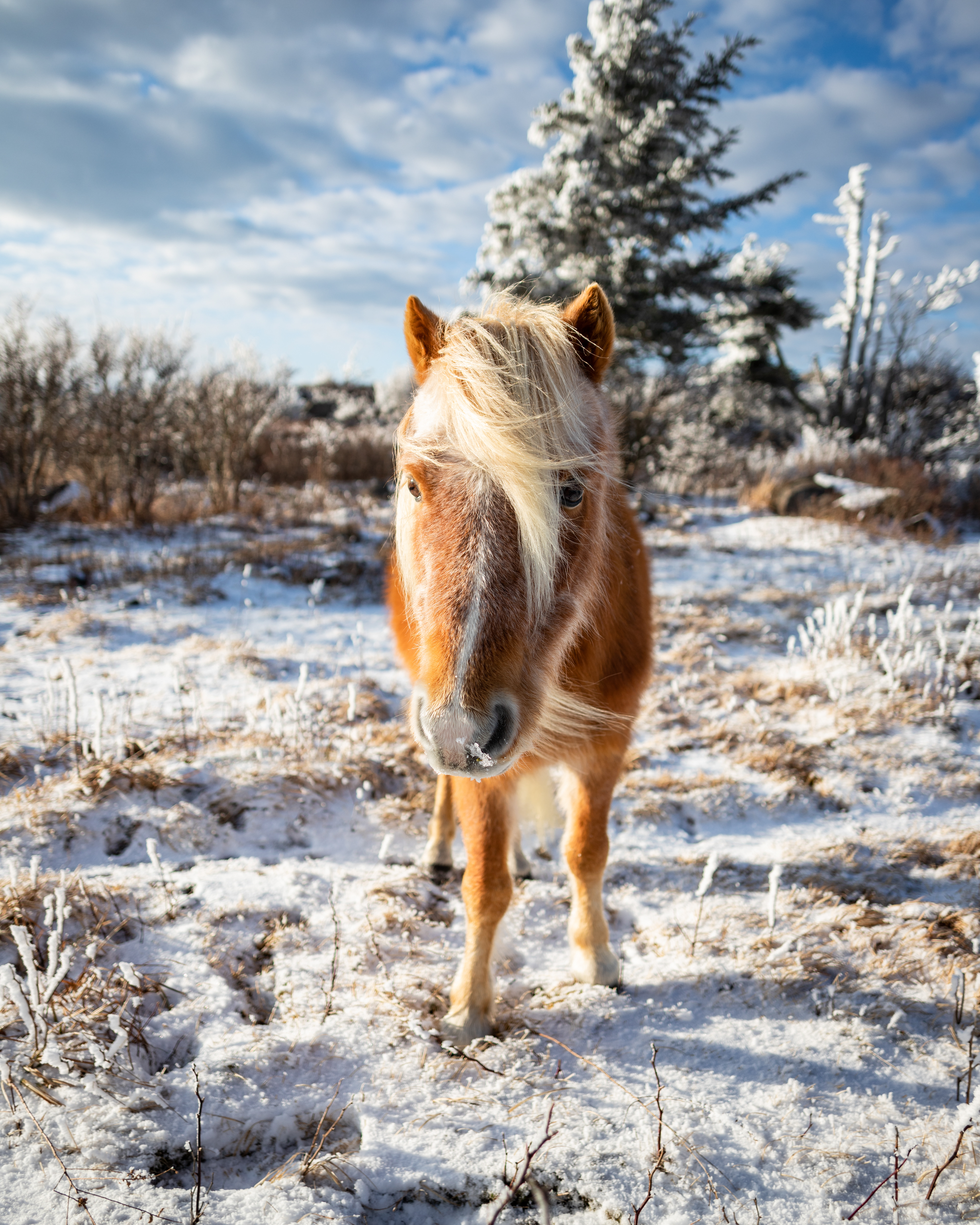 Highland Ponies at Mount Rogers, VA in the Winter