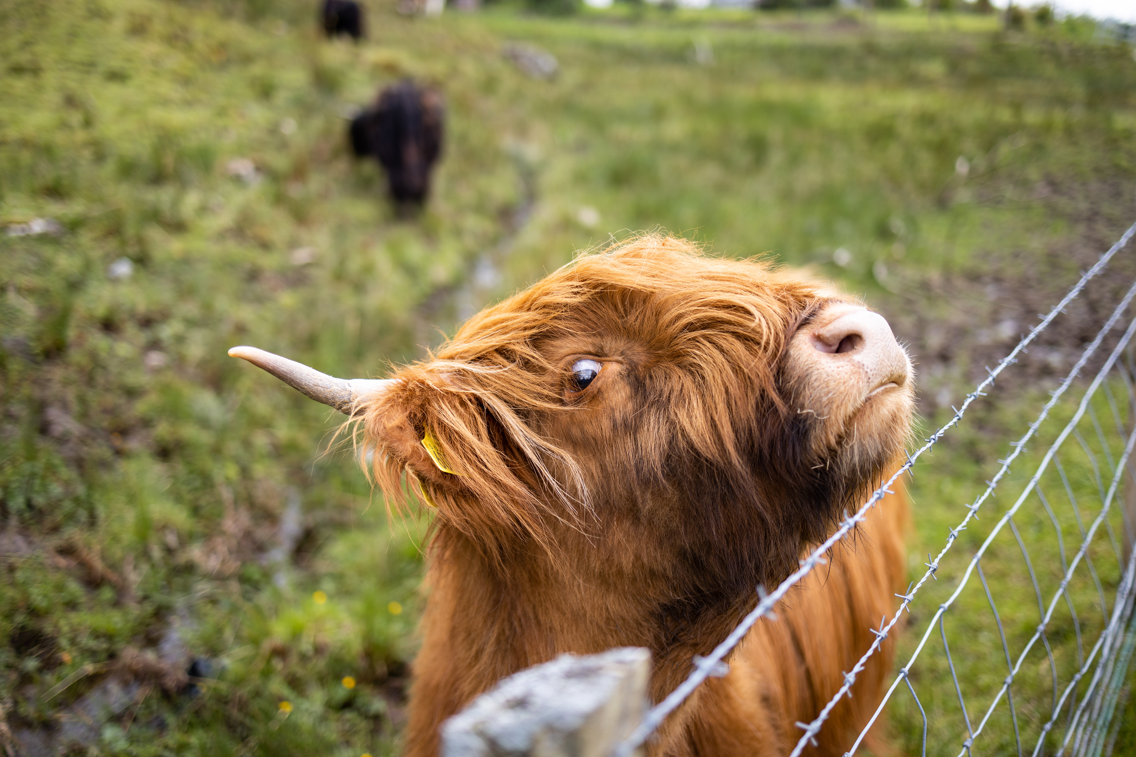 Highland Cow on the Isle of Skye