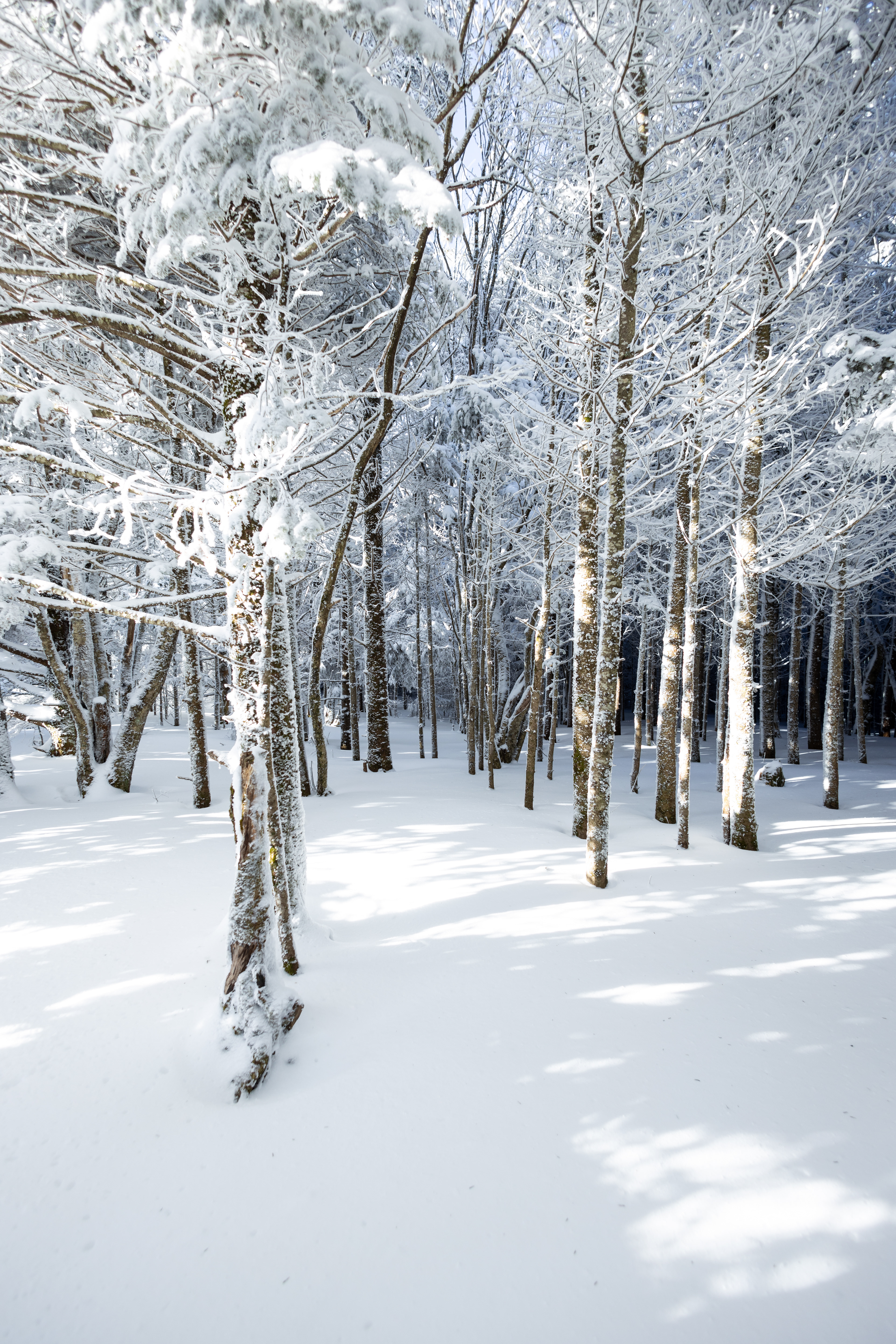 Winter at Mount Rogers, VA