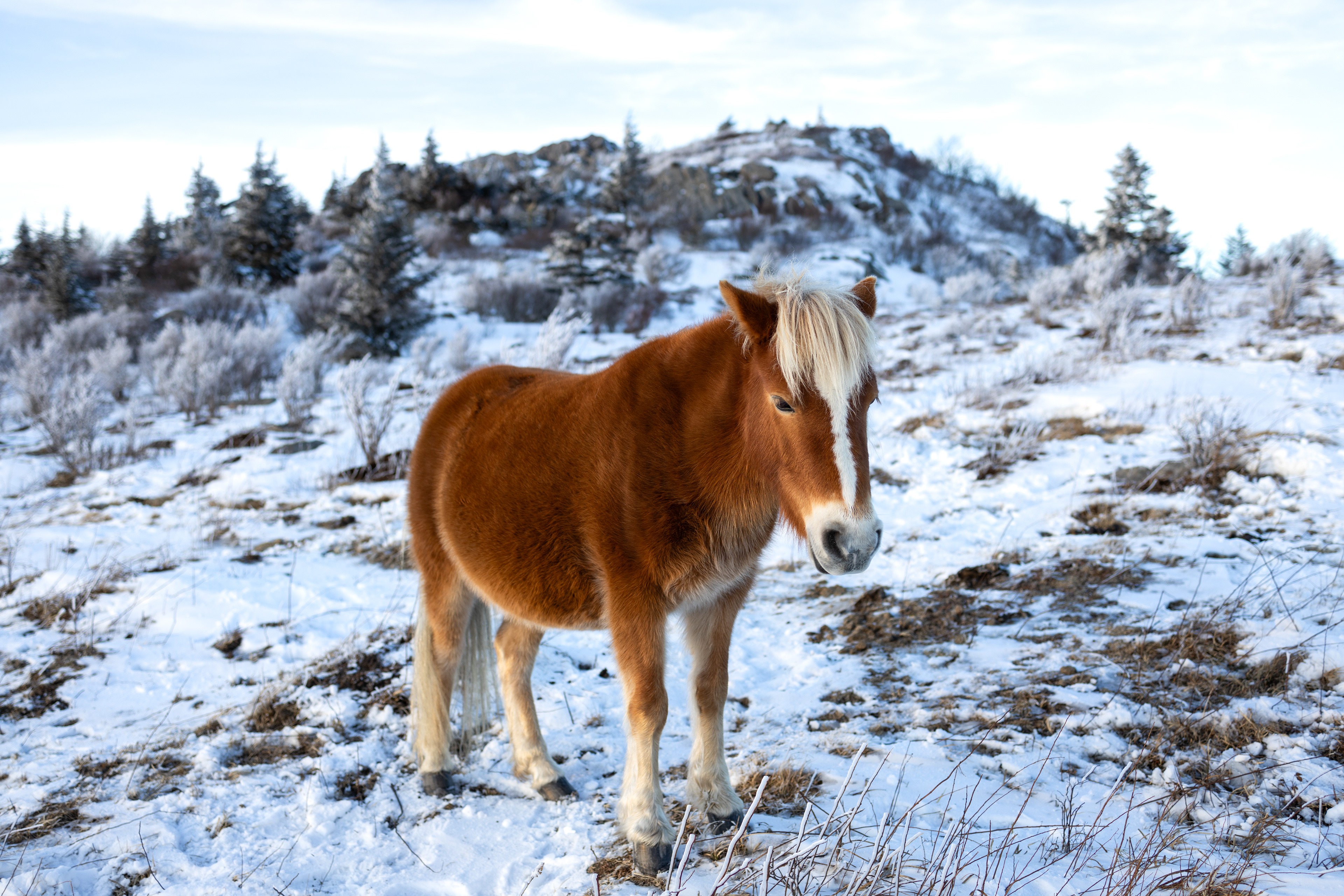 Highland Ponies at Mount Rogers, VA in the Winter